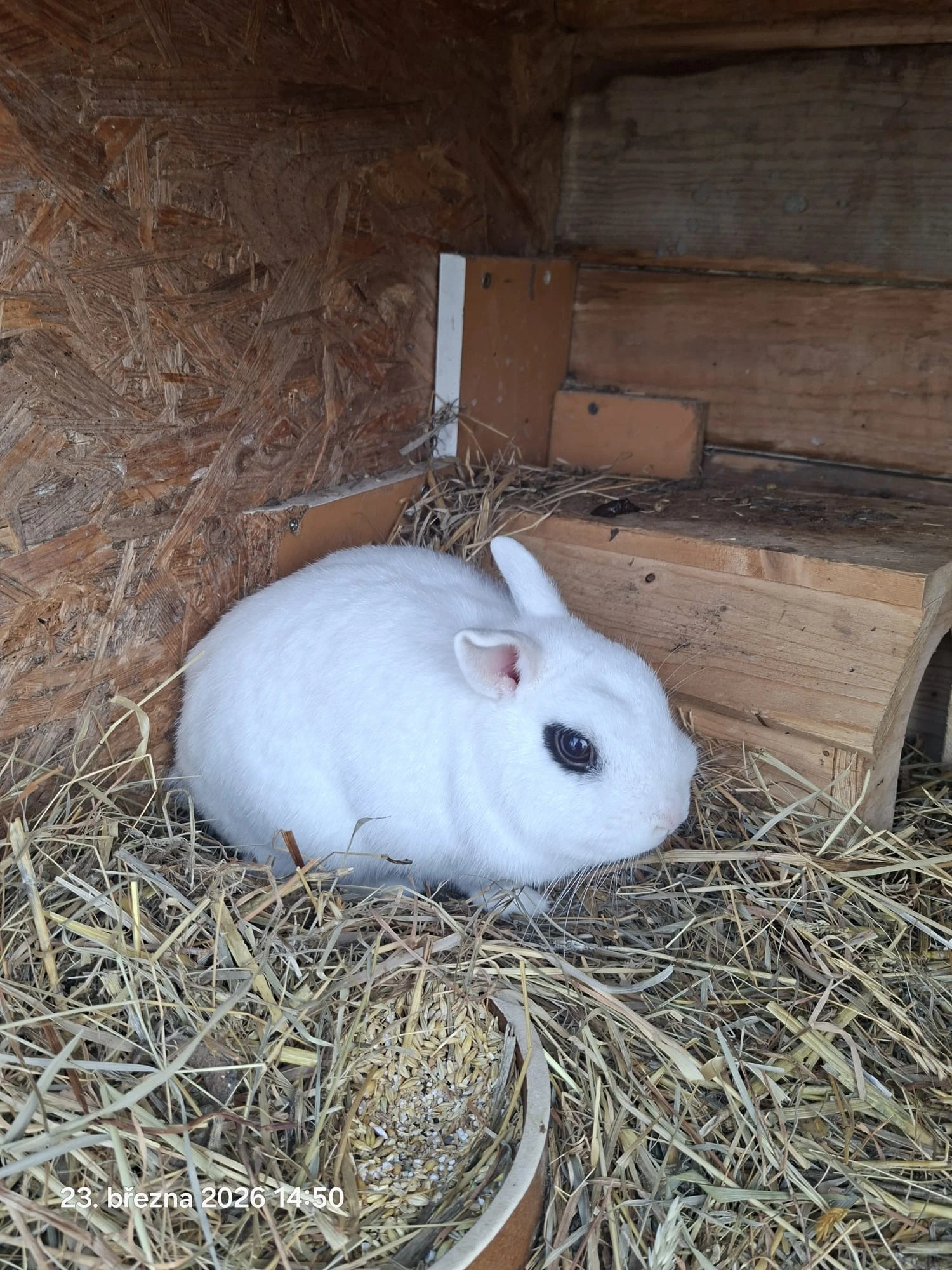 Zakrslí Hototský králík