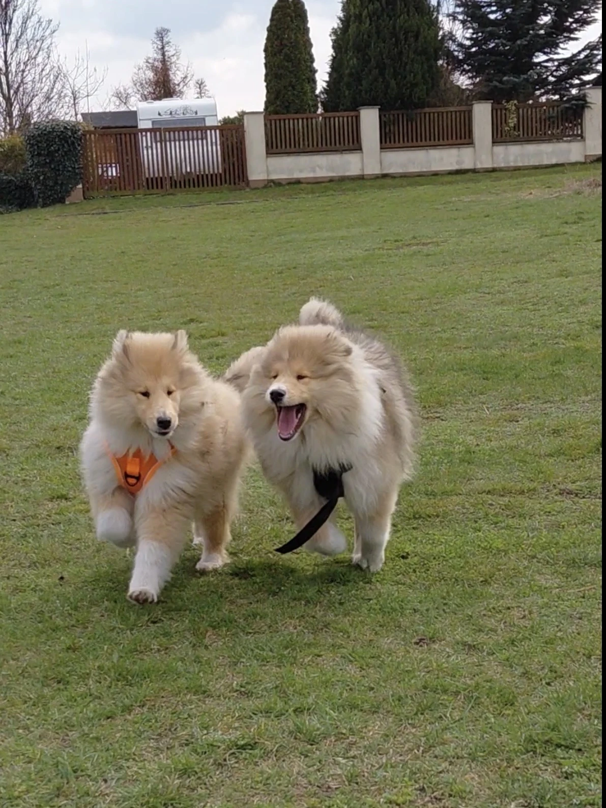 Štěňata kolie dlouhosrstého