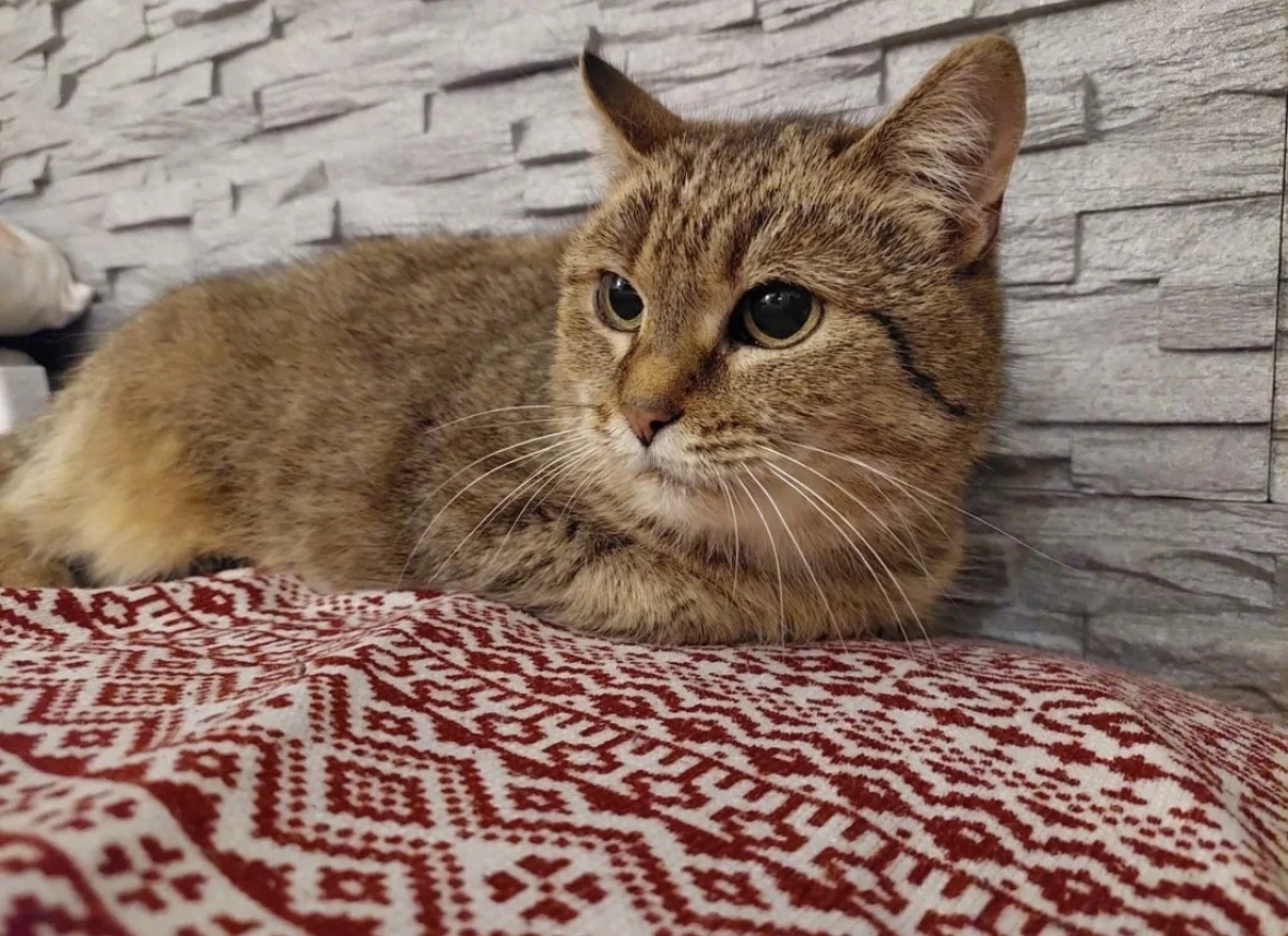 Márijka čeká v útulku na domov