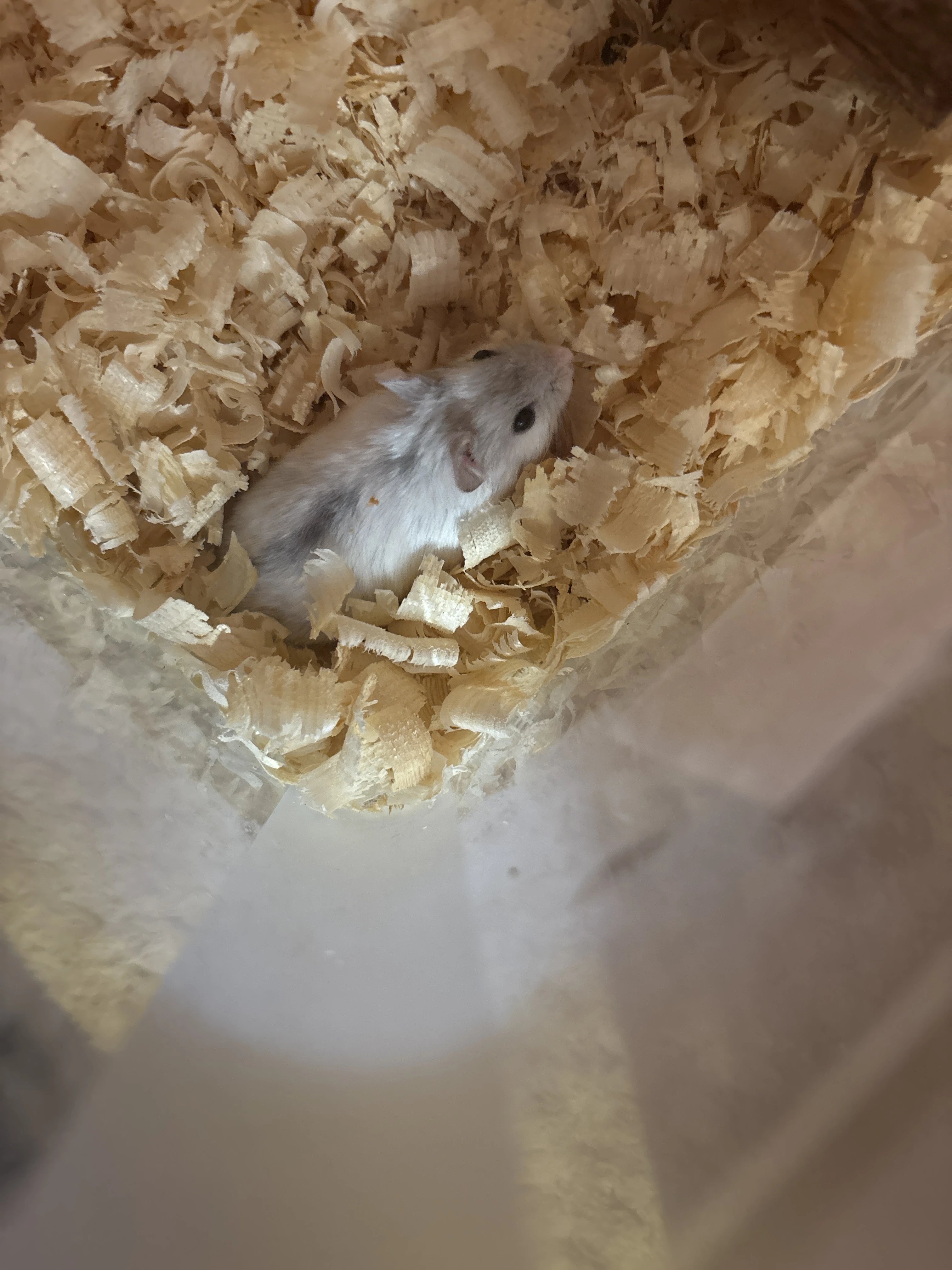 Křeček džungarský