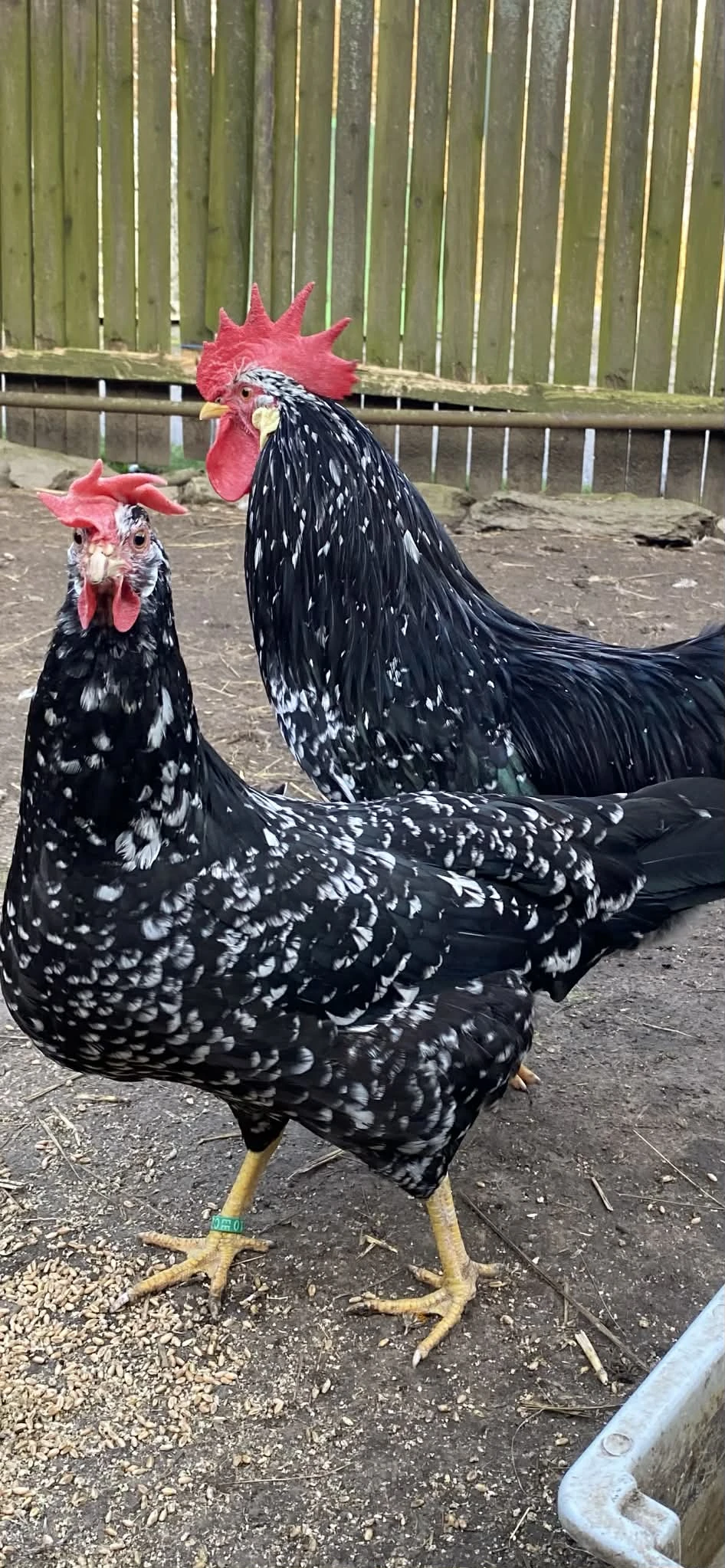 Násadová vejce - vlaška černá bíle skvrnitá