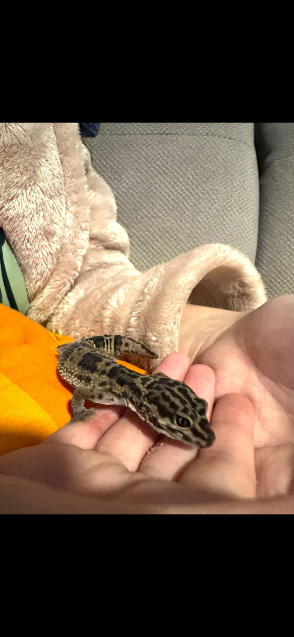 2x gekončík noční plus vybavené terárium k tomu