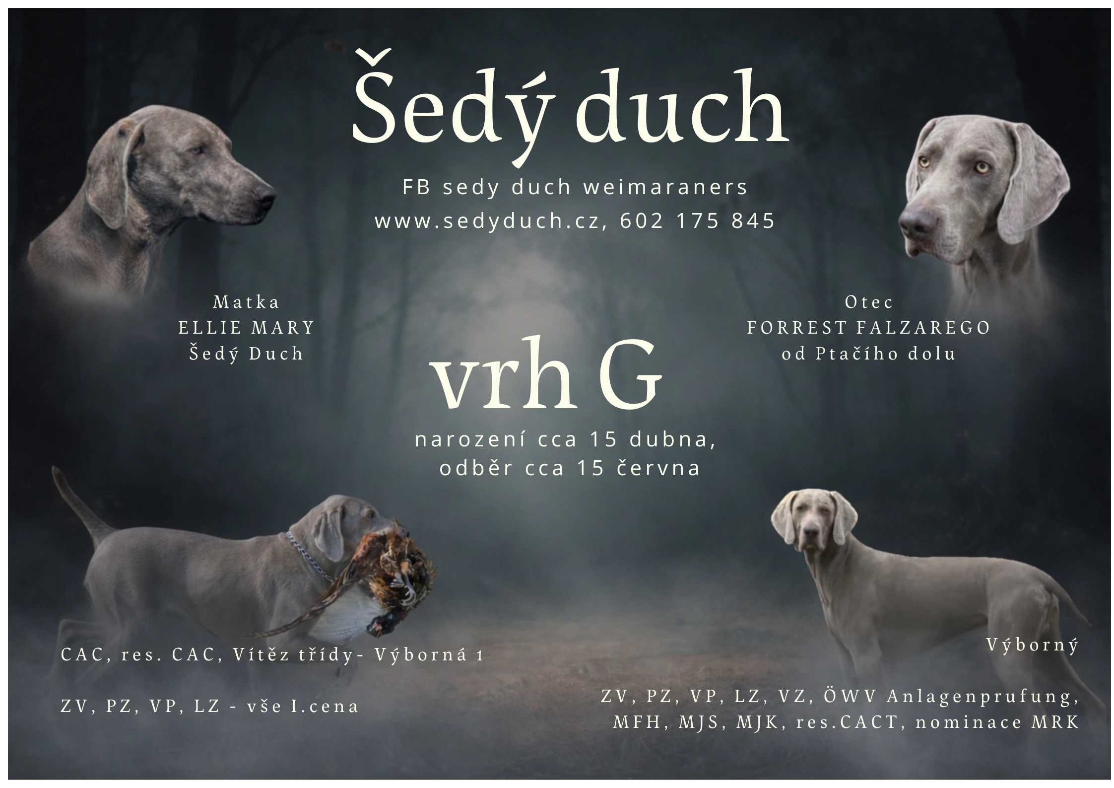 Štěně výmarského ohaře