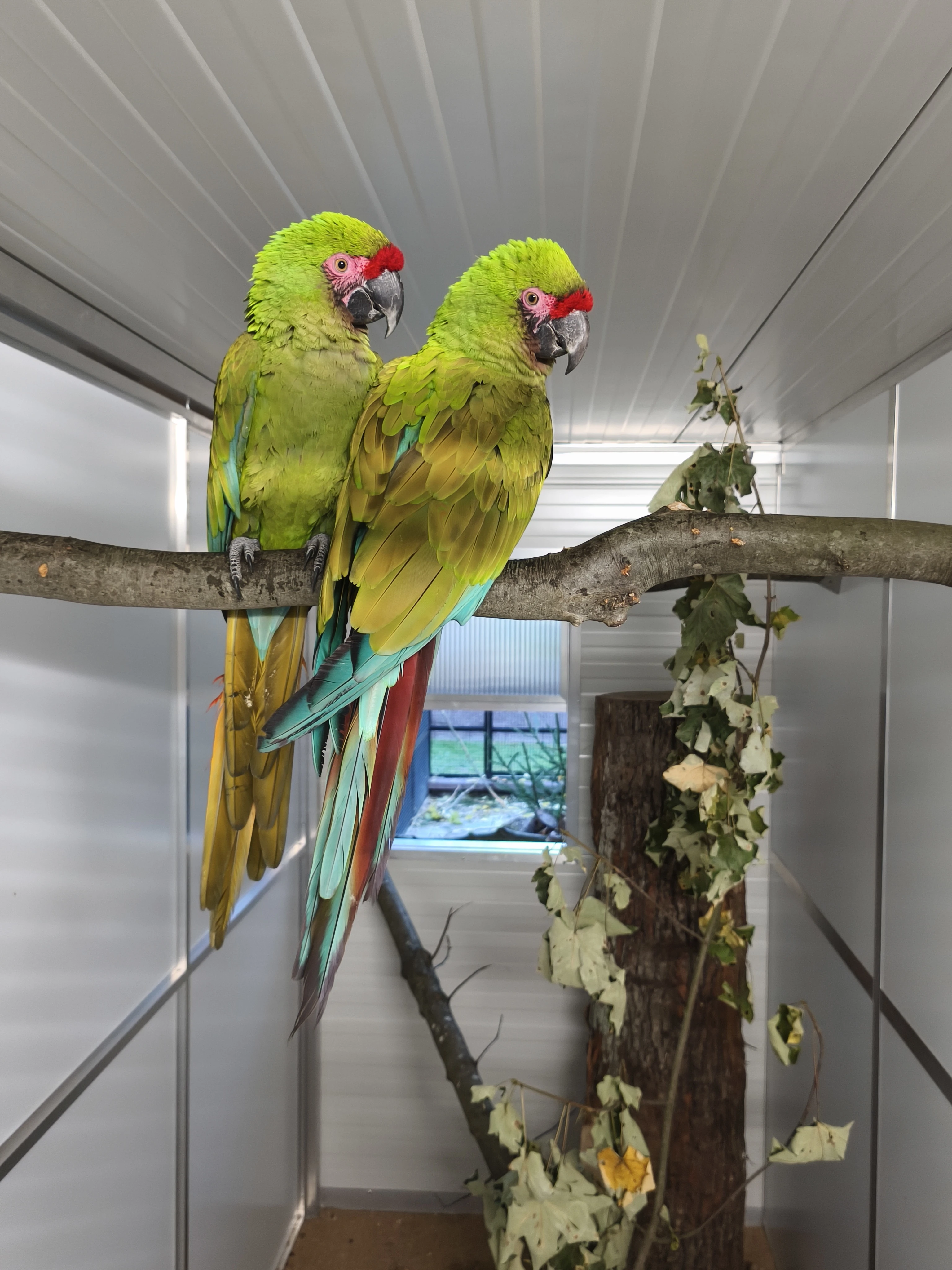 Ara vojenský - vyměním pro změnu krve