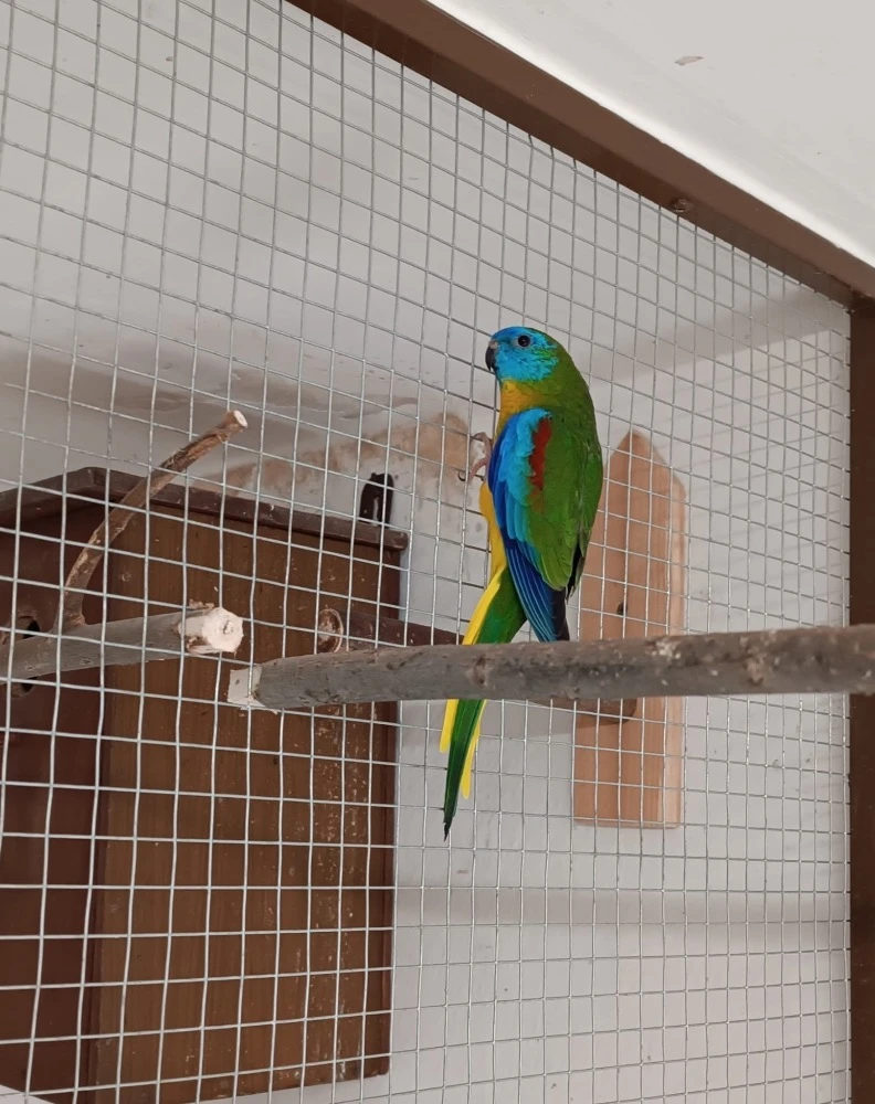 Neoféma tyrkysová sameček