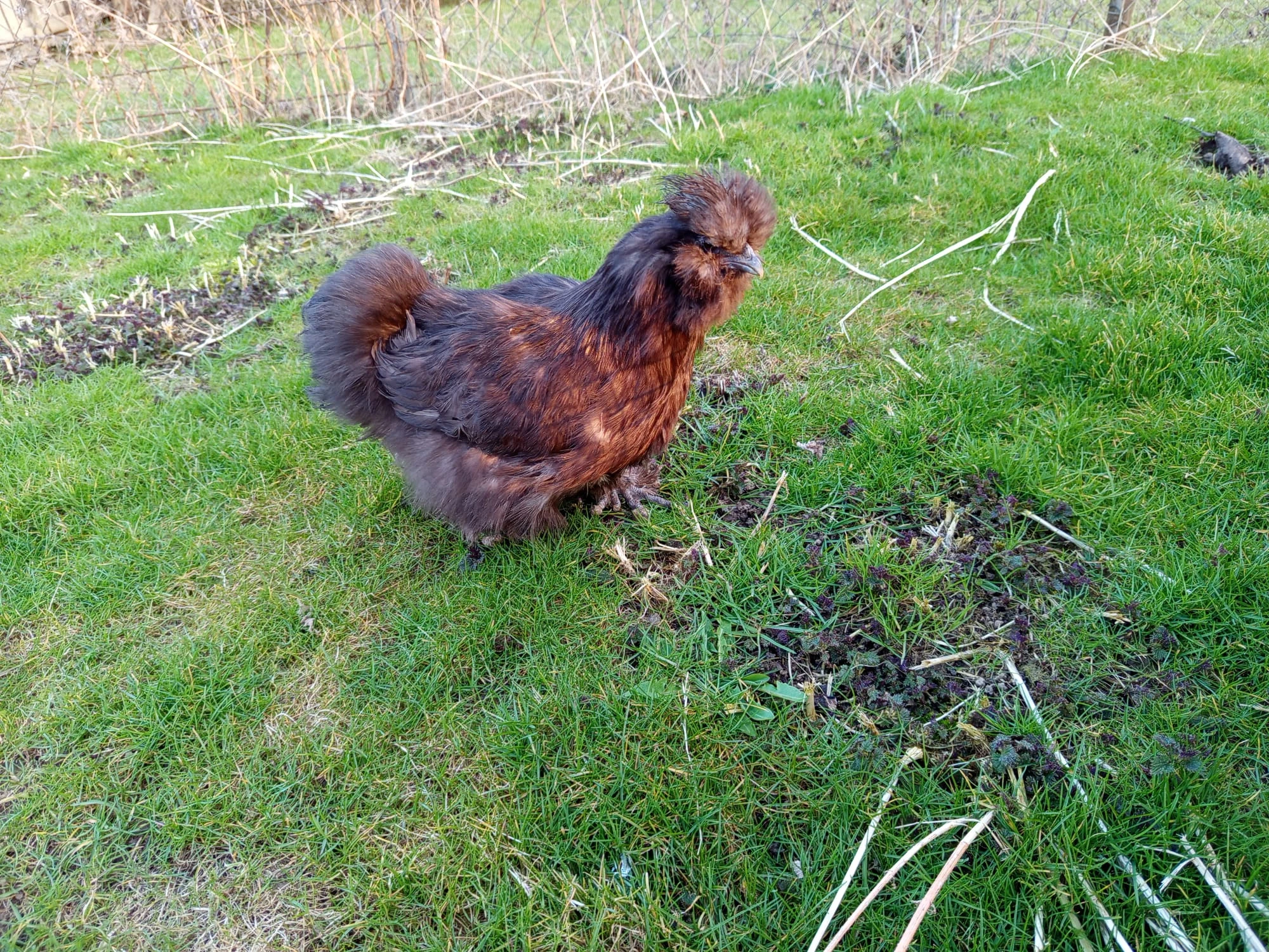 Poslední slepička čoko hedvábničky