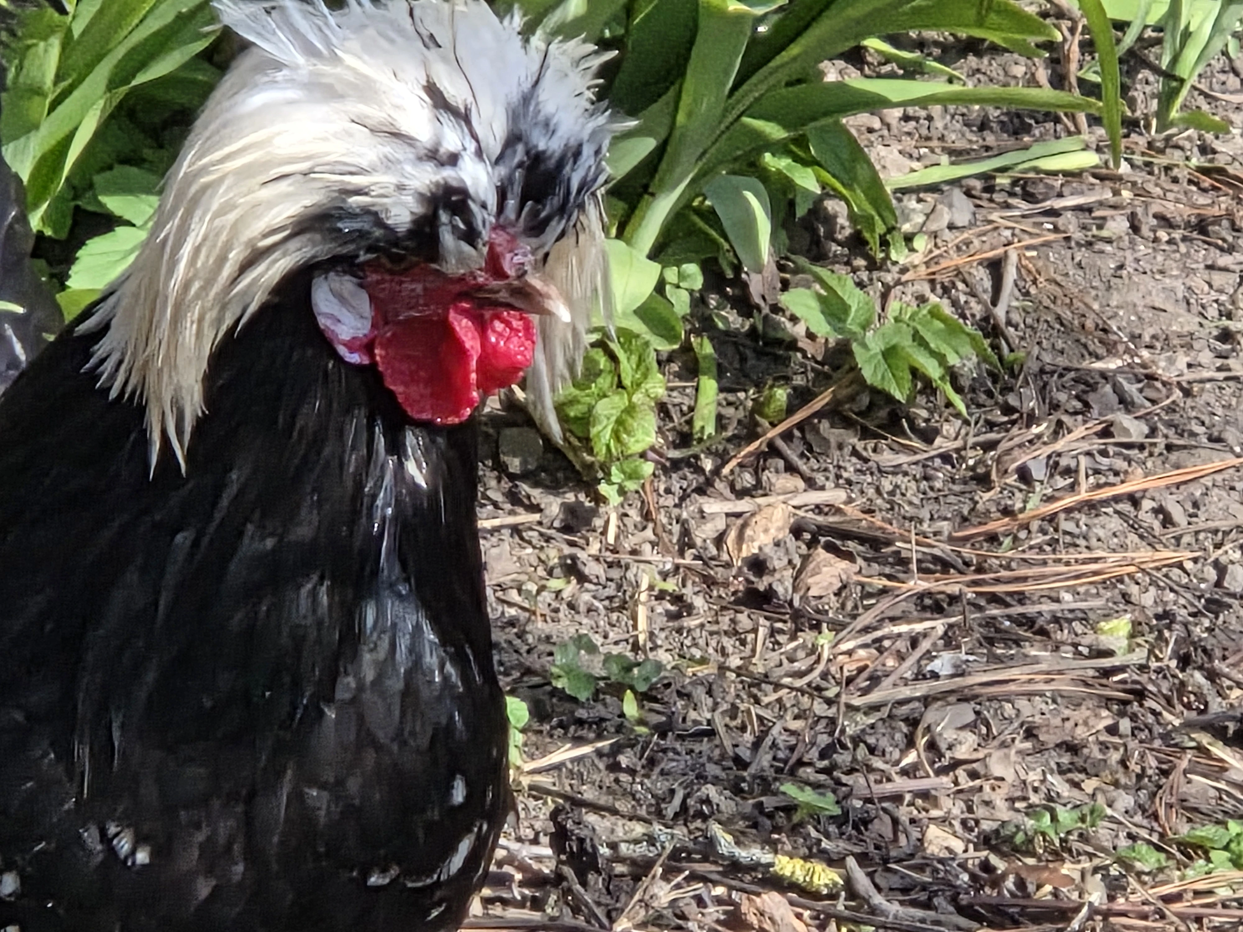 Prodám  kohouta holandský  chocholatý