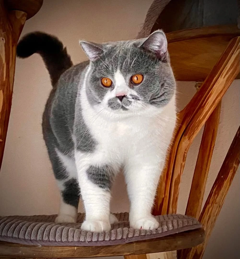 Luxusní společník na gauč