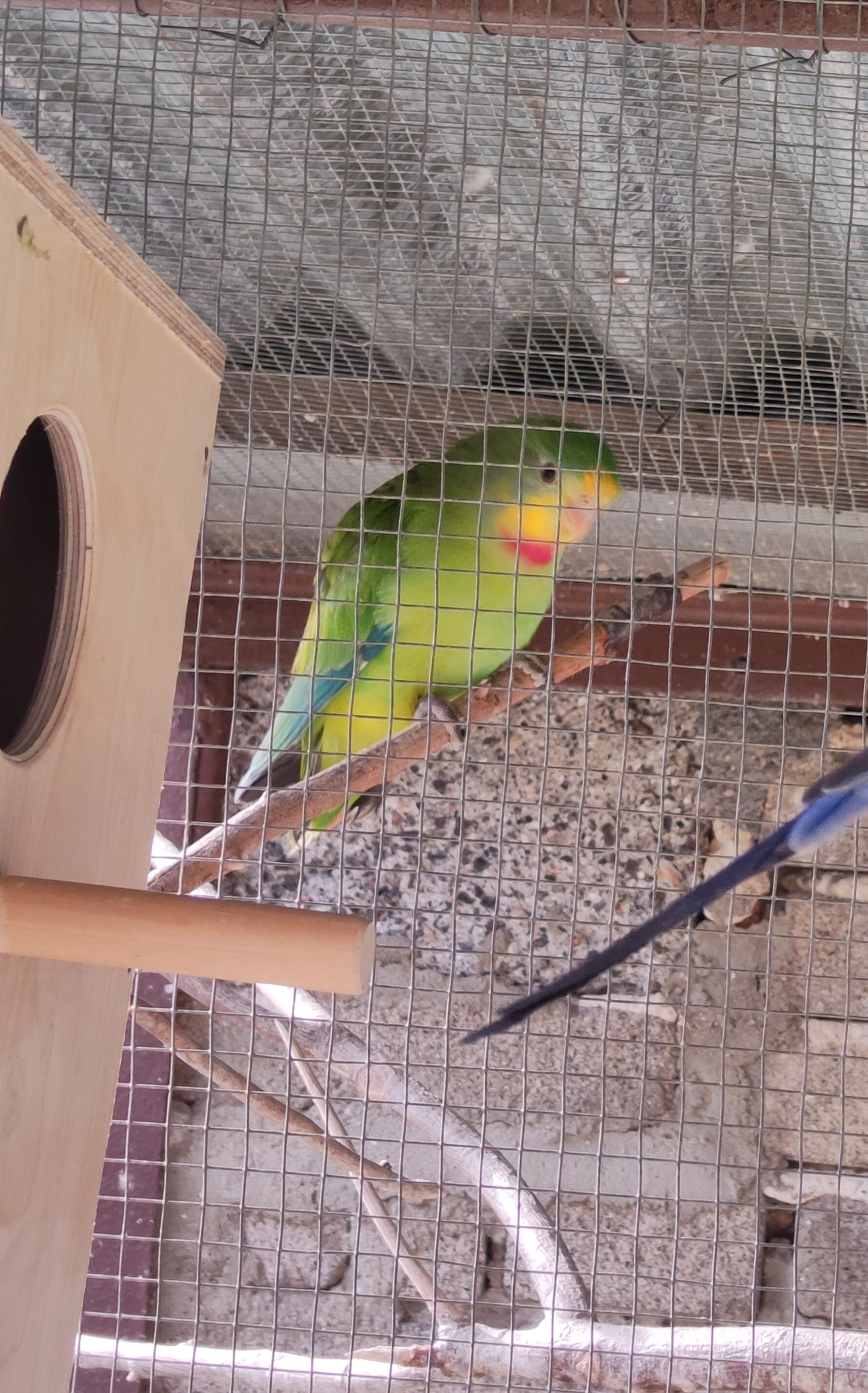 Prodám papouška nádherného