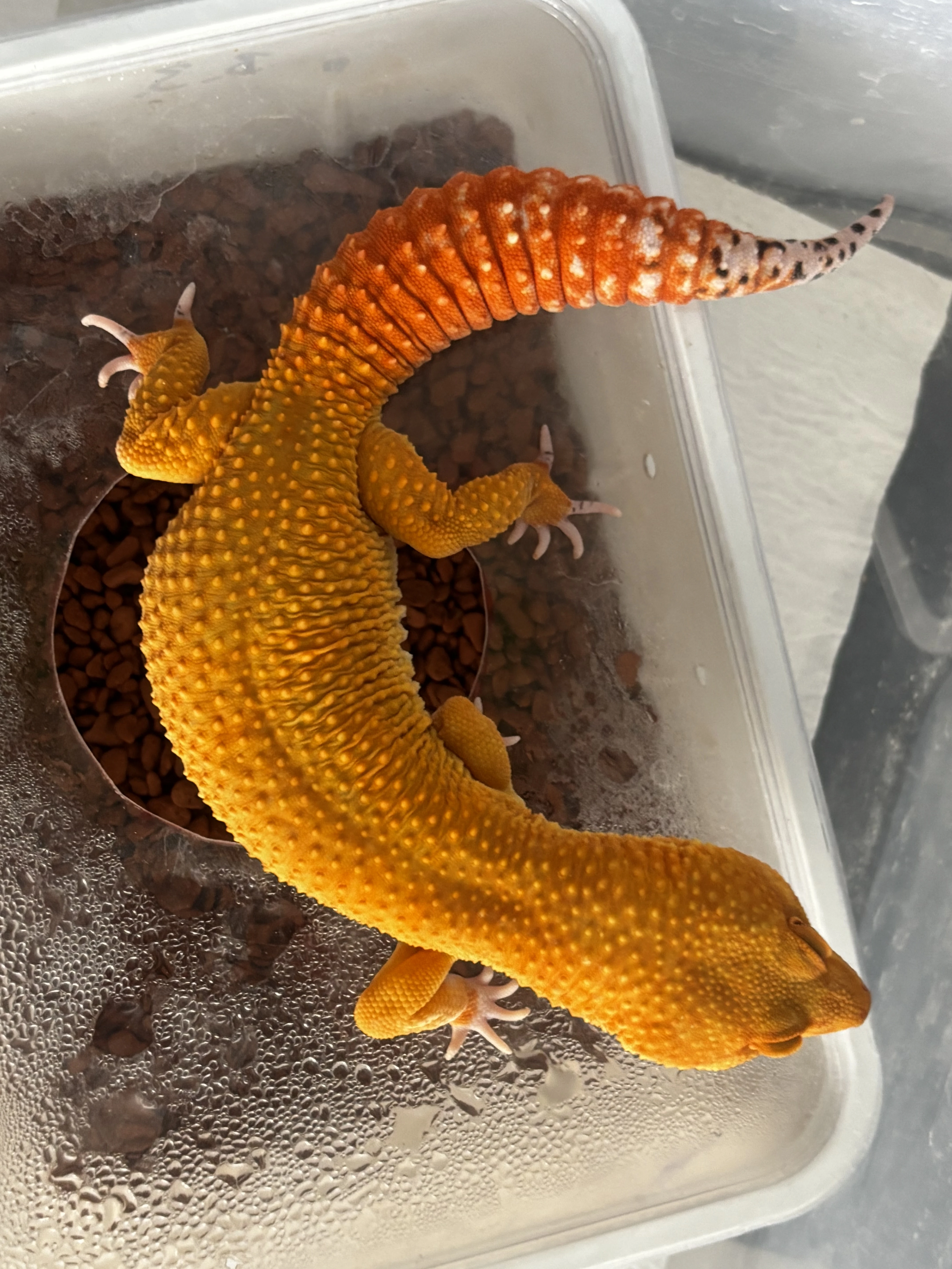 Gekoncik noční samec Green Tangerine