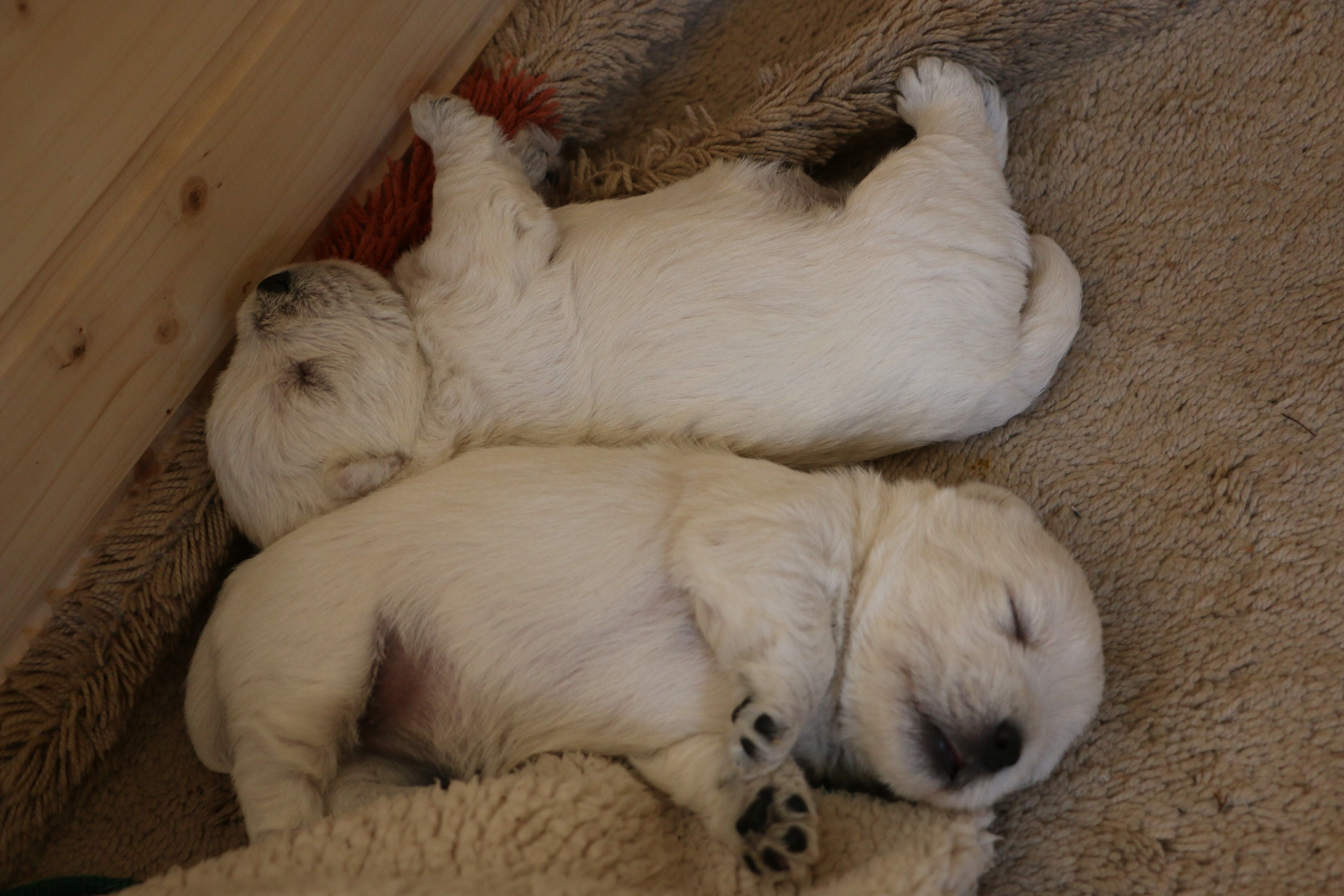 Westík - štěňátka s PP FCI