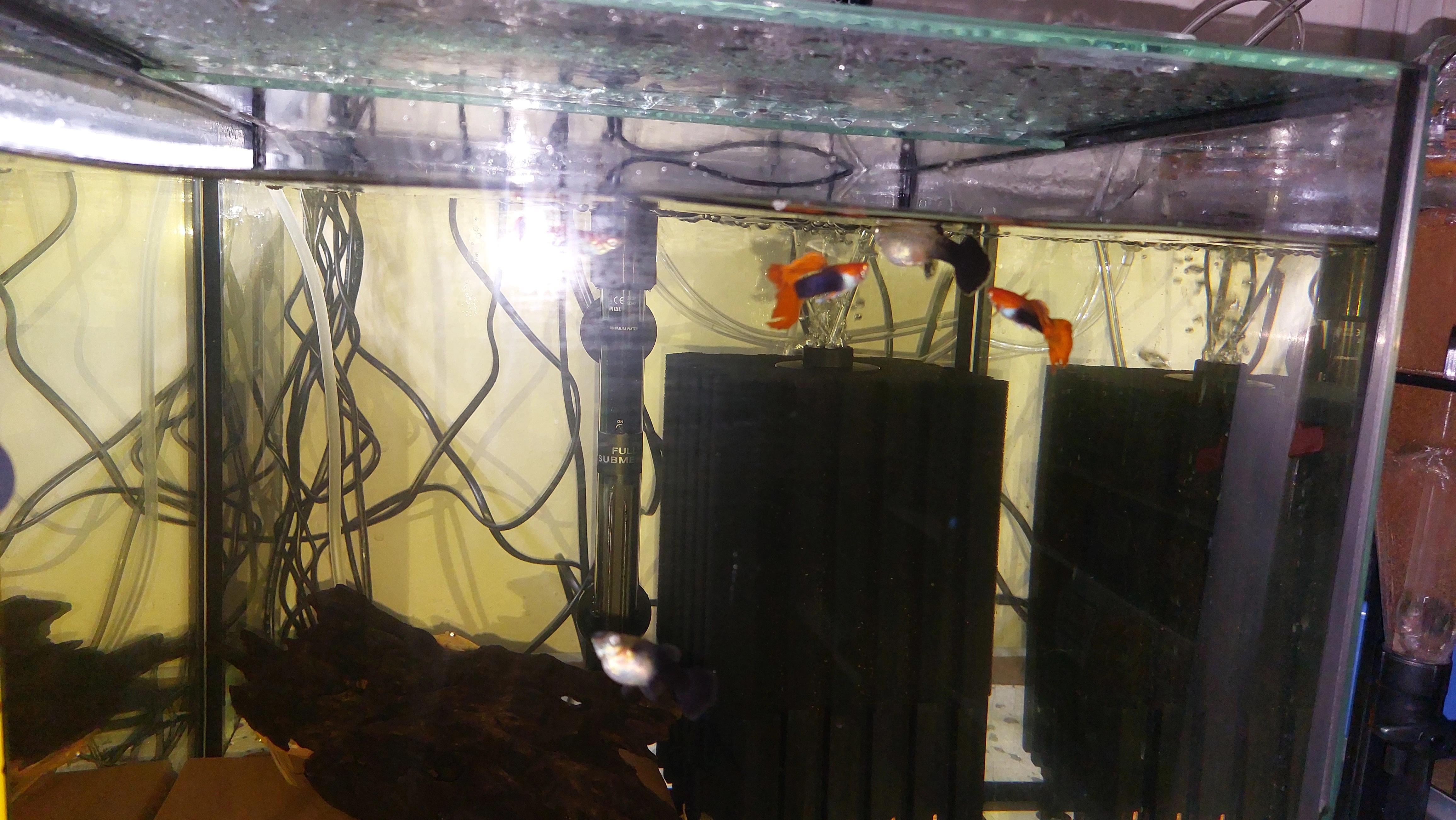 Golden platinum  super red tuxedo...