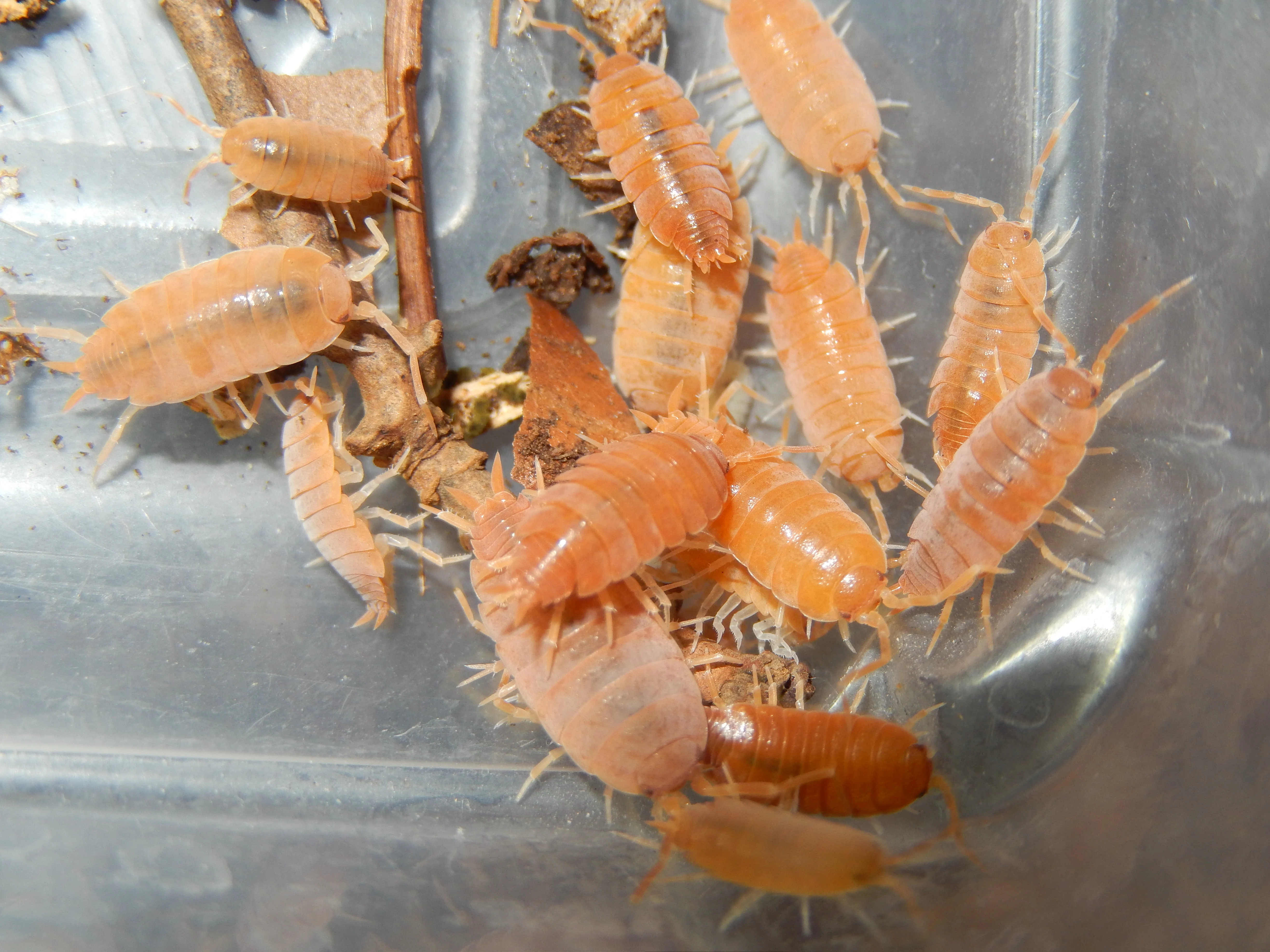 Isopody, Stínky Porcellionides, Trichorhina