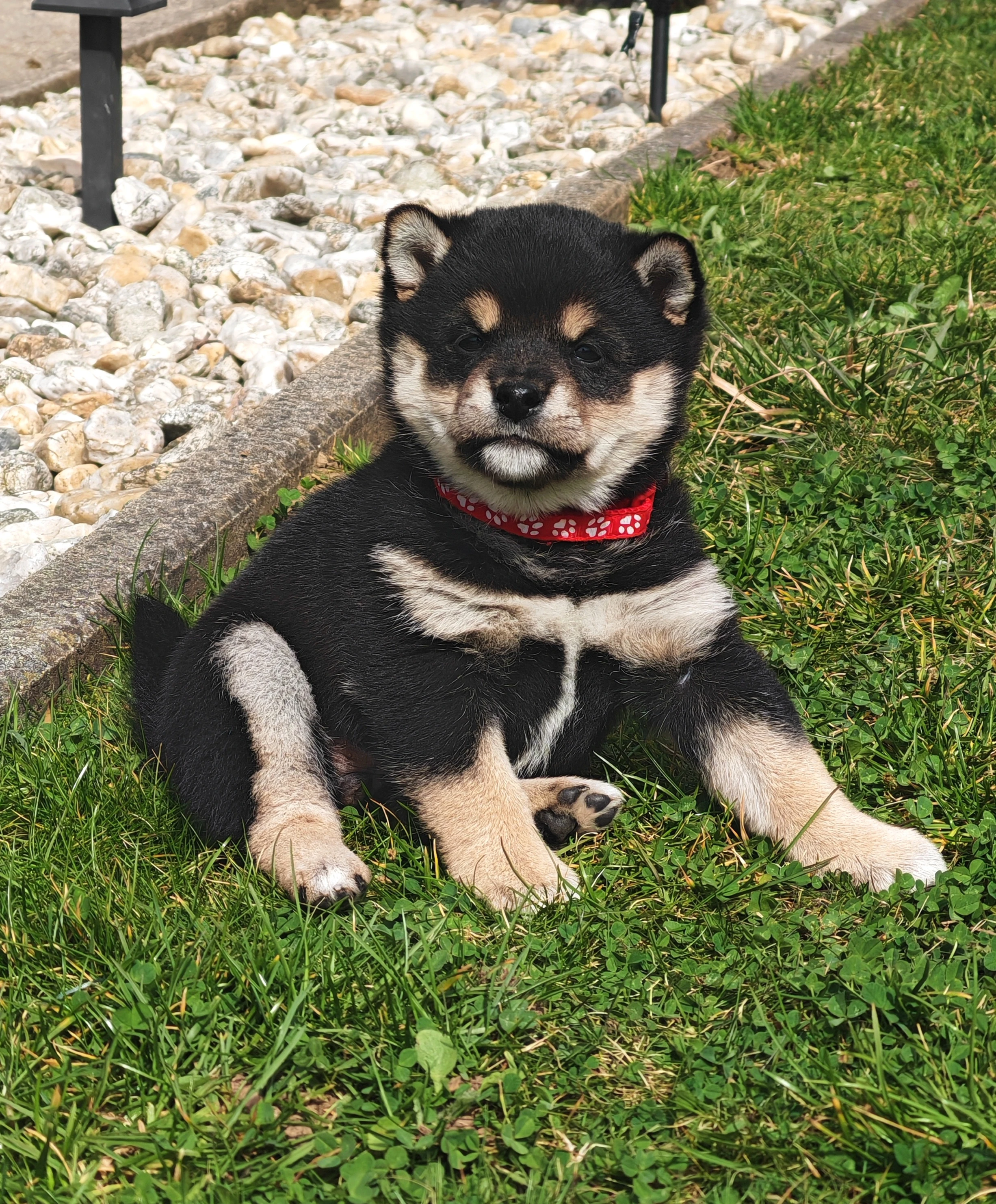 Shiba inu šteniatka