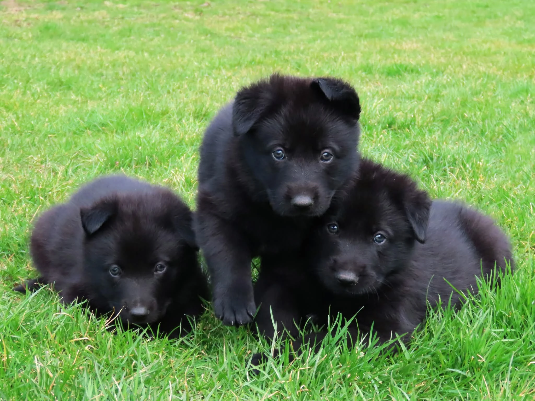 Německý ovčák - štěňata s PP - černá fena