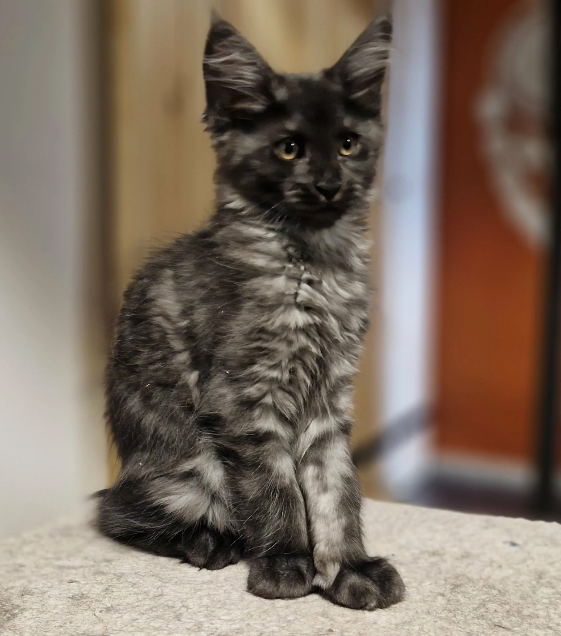 Mainská mývalí kočička s PP