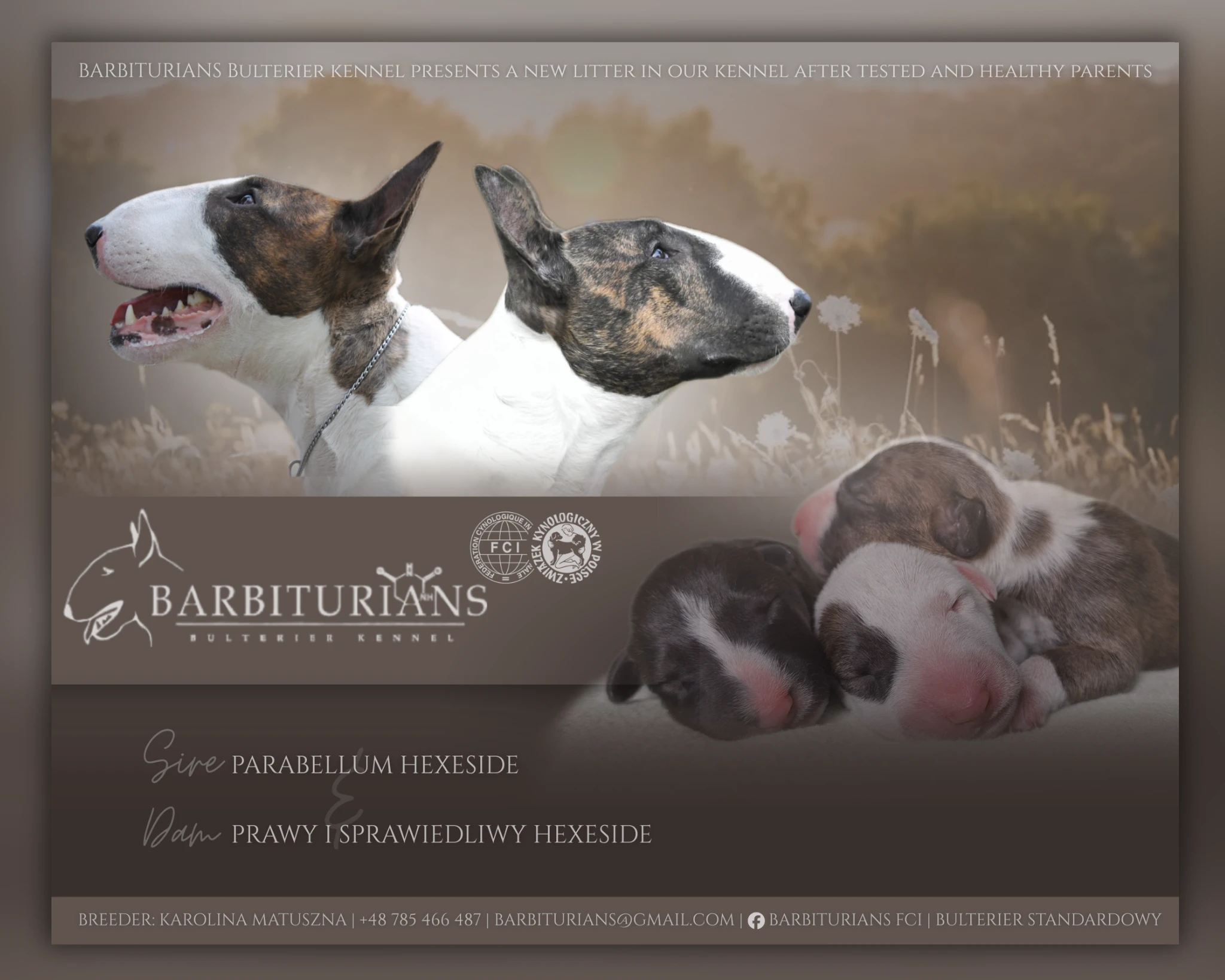 Anglický Bulteriér s PP - Těšín