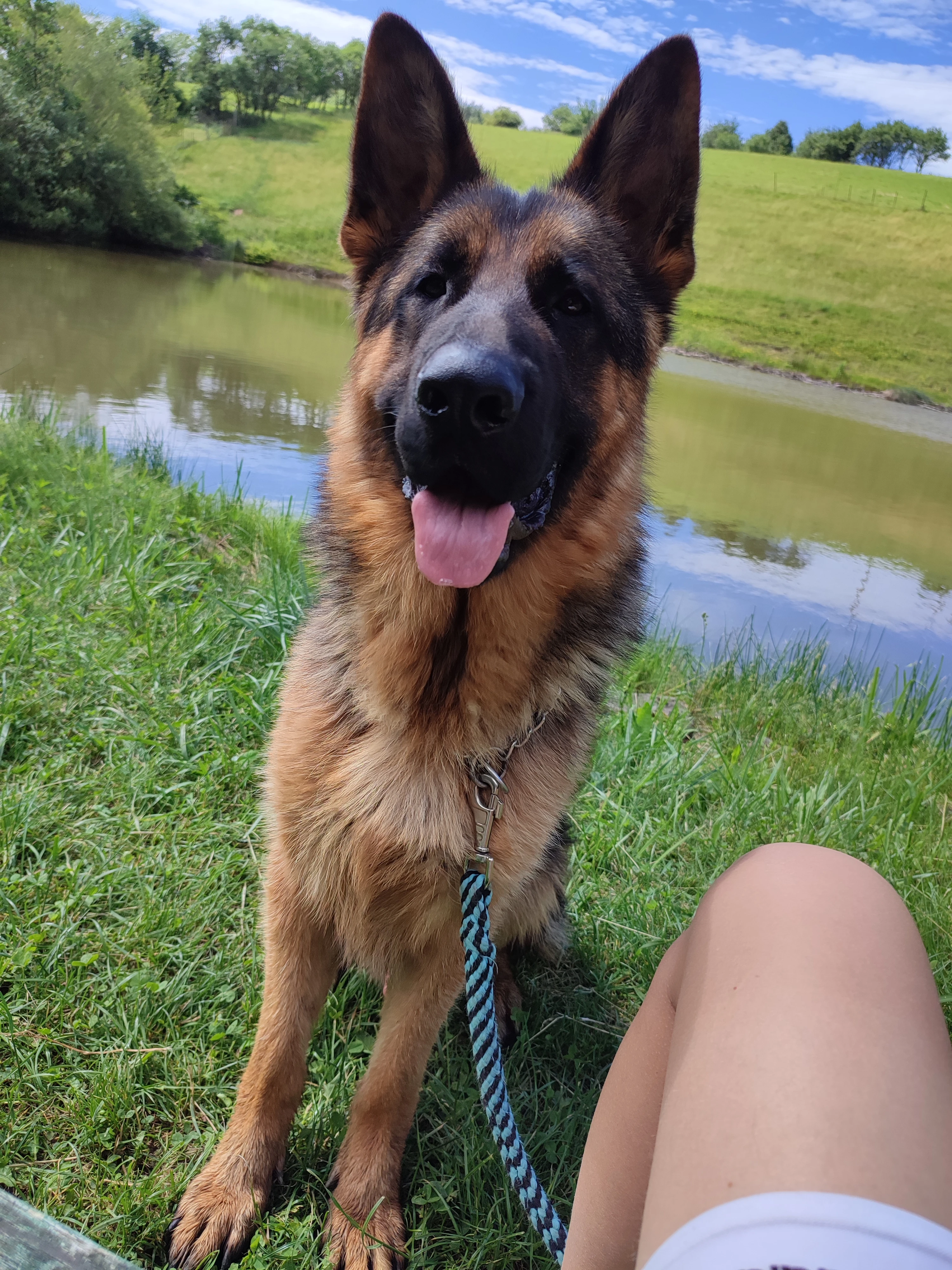 Německý ovčák s PP ke krytí.