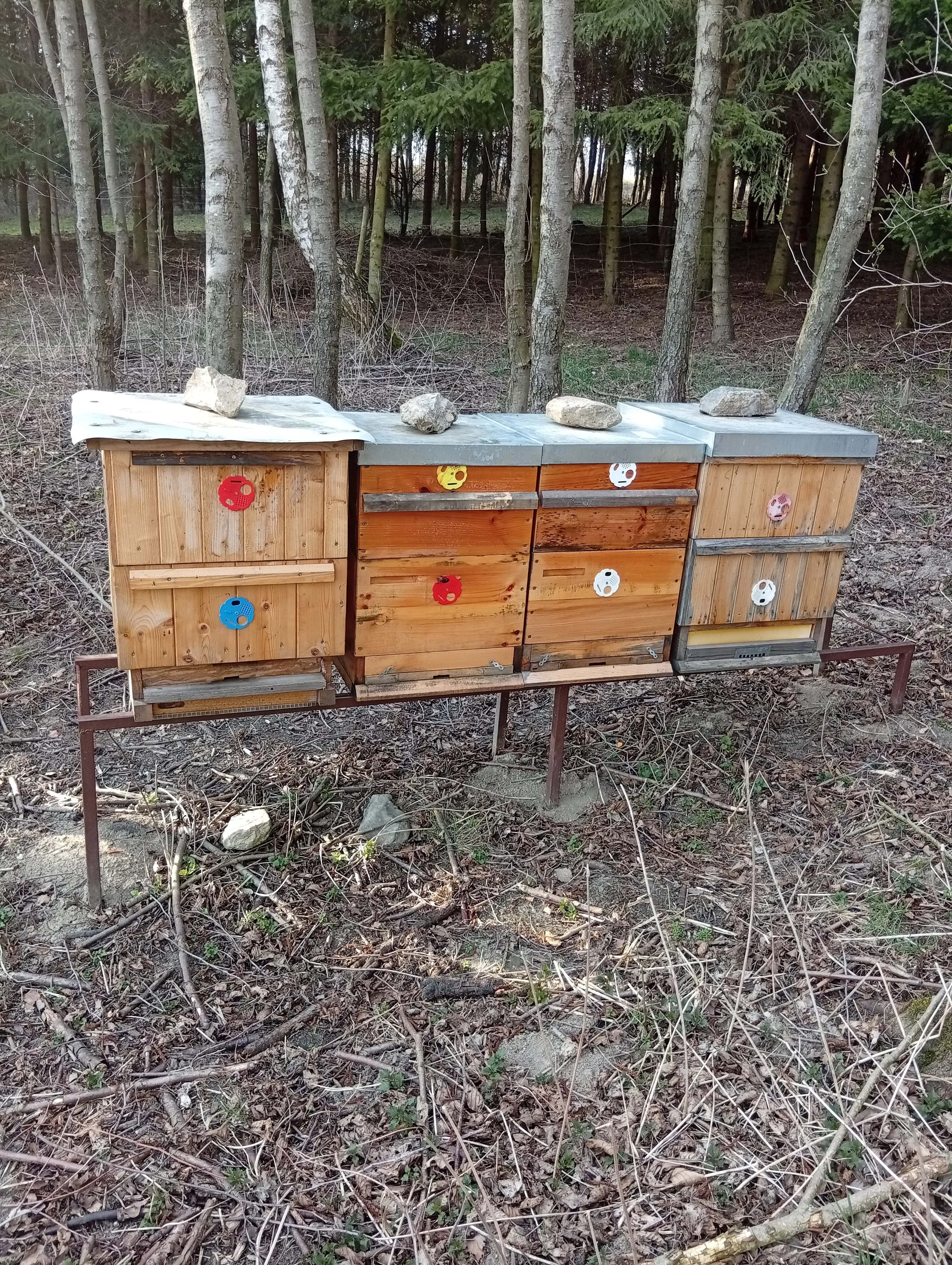 Vyzimované včelstva