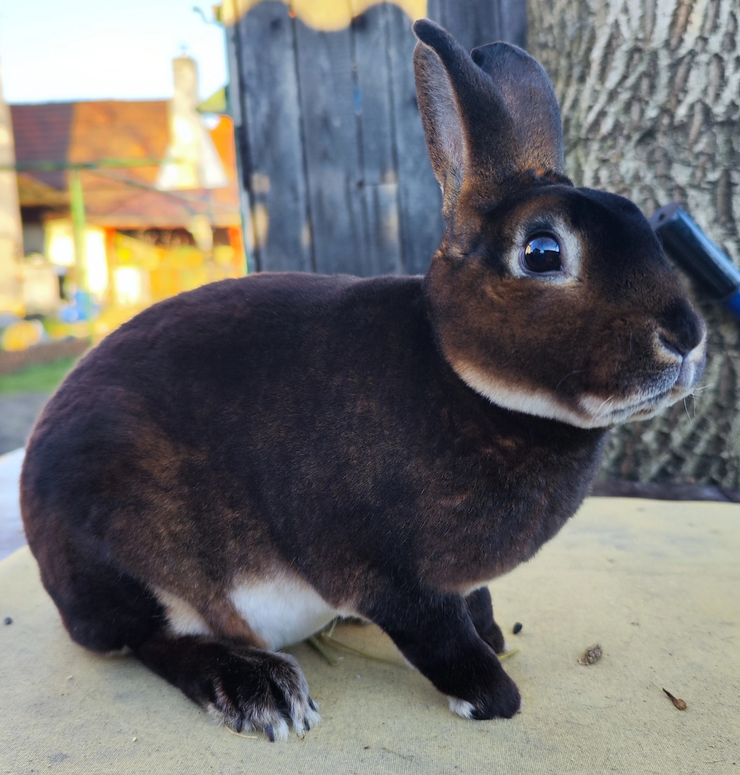 Malý rex v barvě kastorexe - chovná skupina