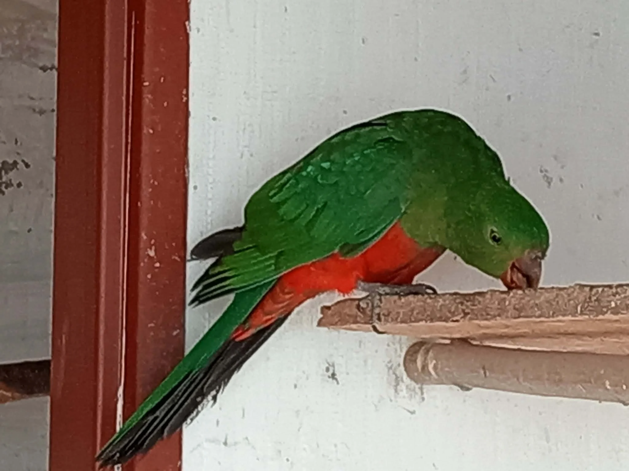 Papoušek královský