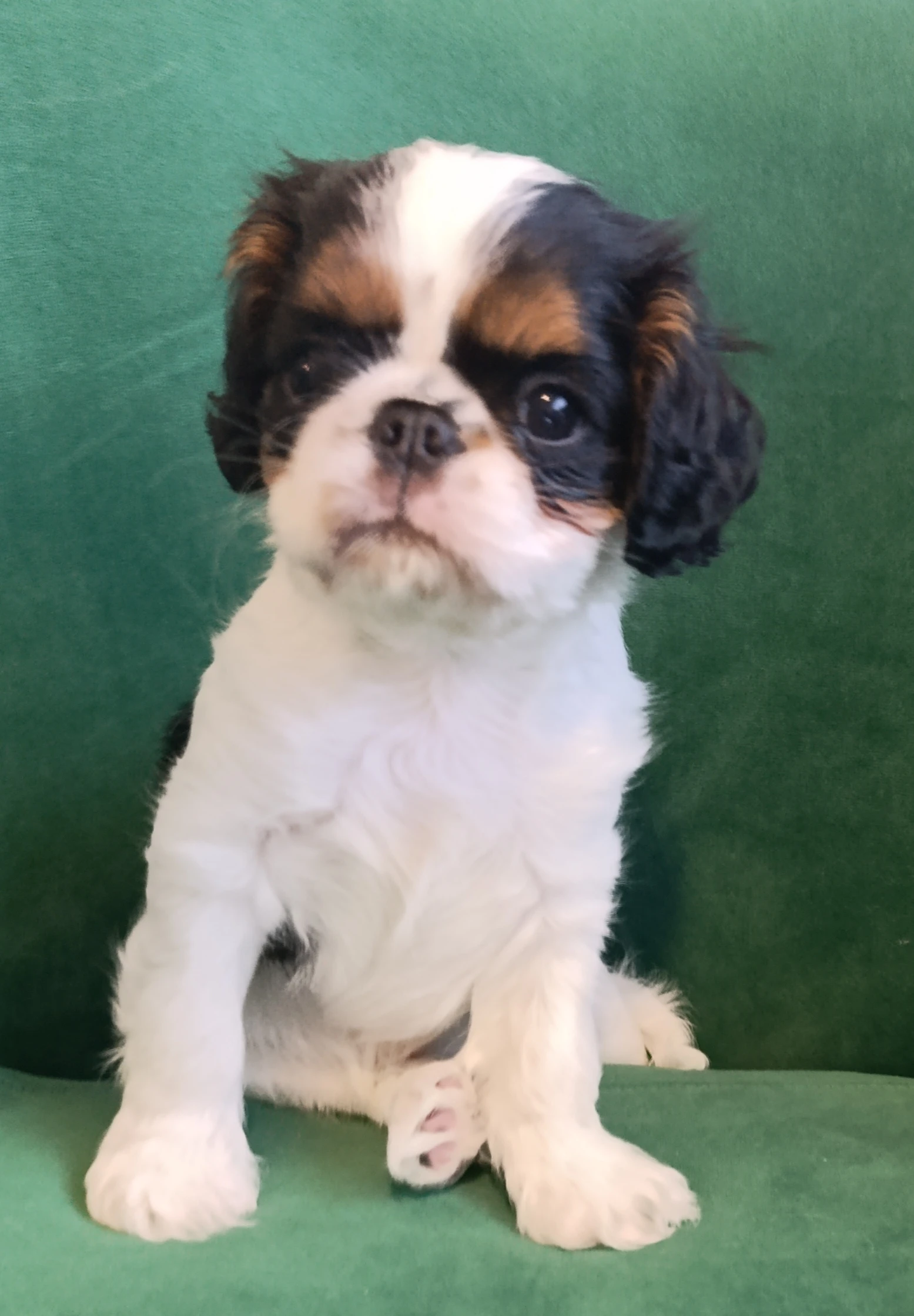 King Charles španěl (spaniel) - štěňě - 1 pejsek