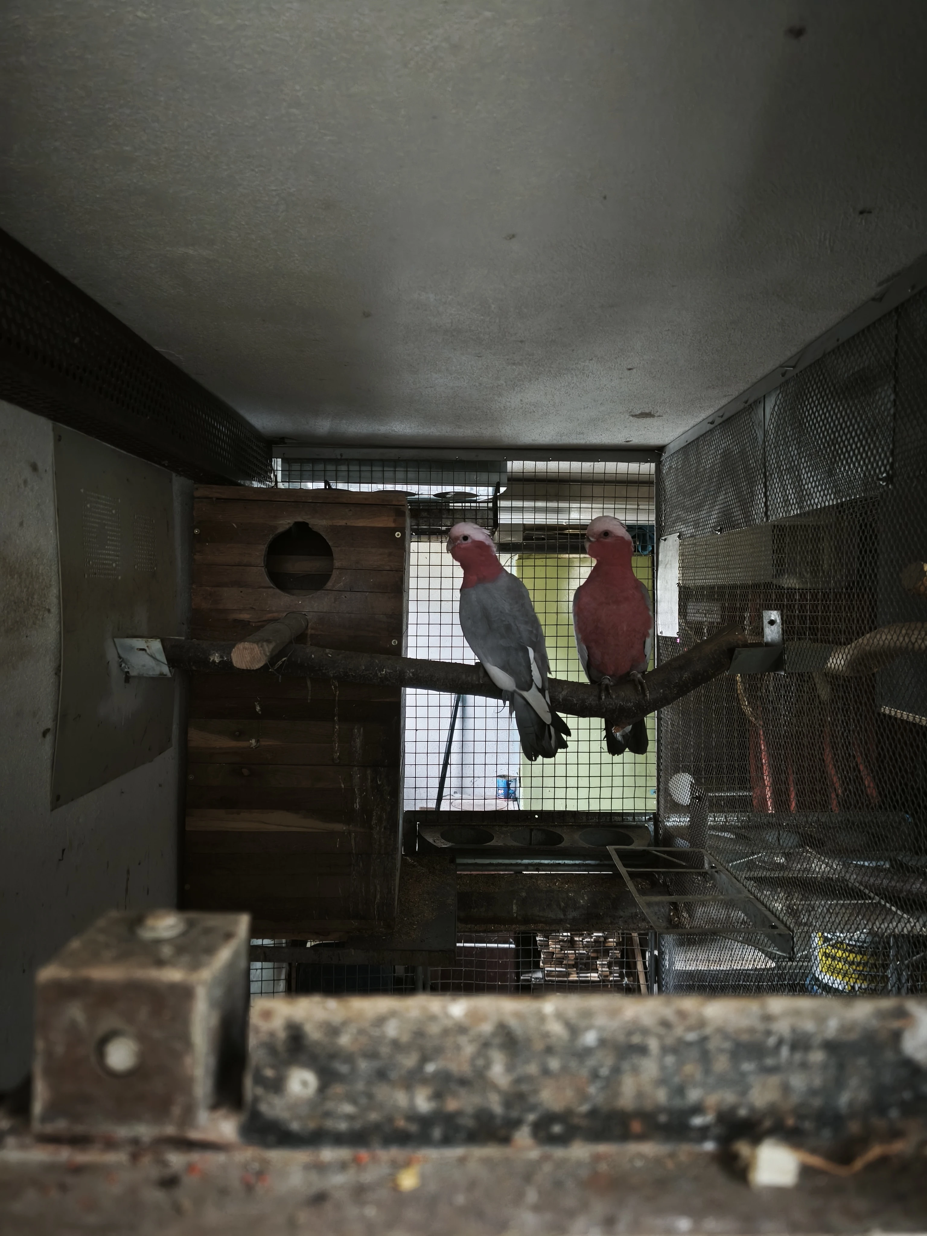 Kakadu růžový 1.1