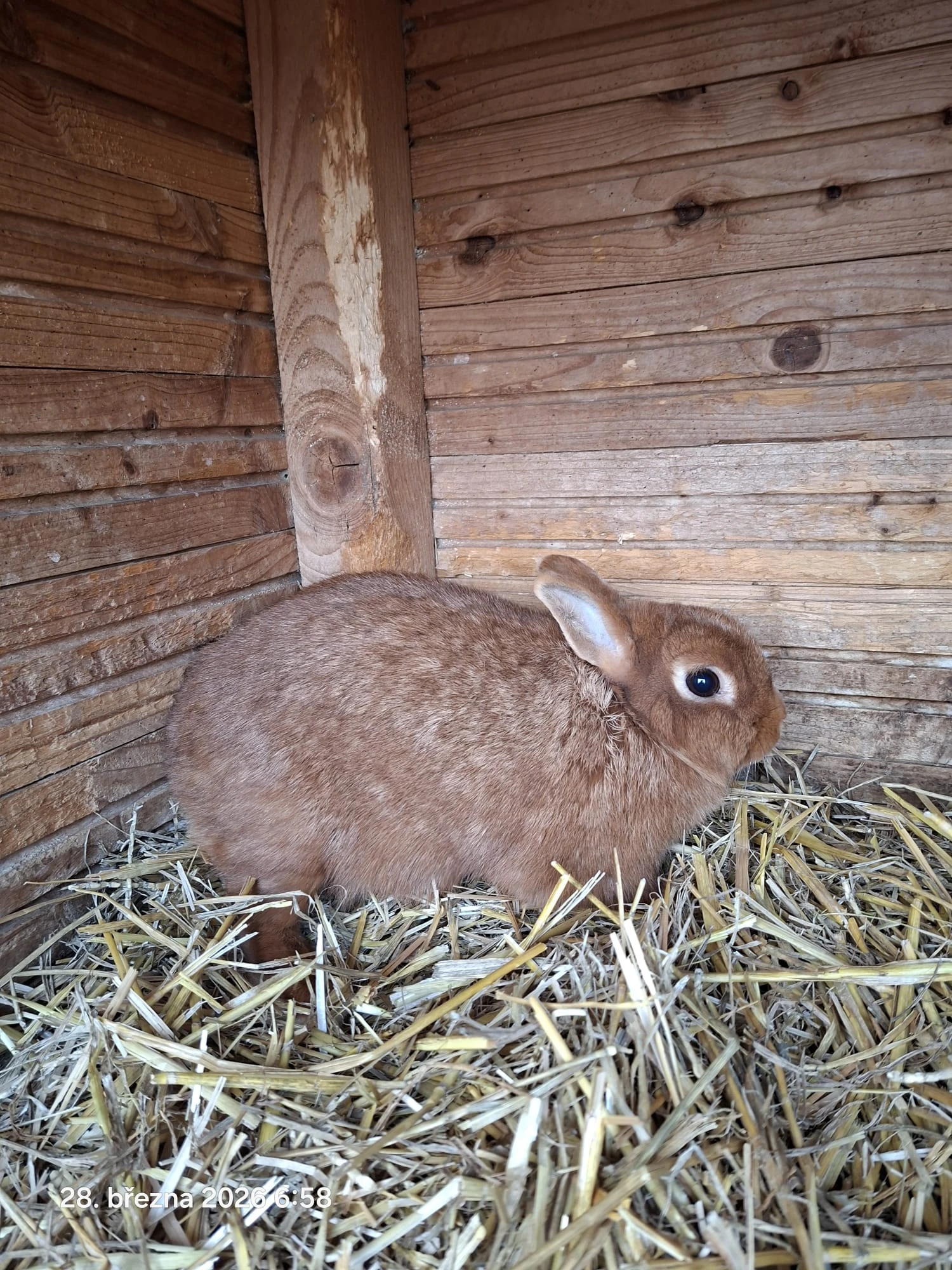 Zakrslý králík červený