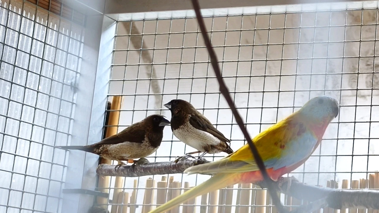 Chůvička japonská