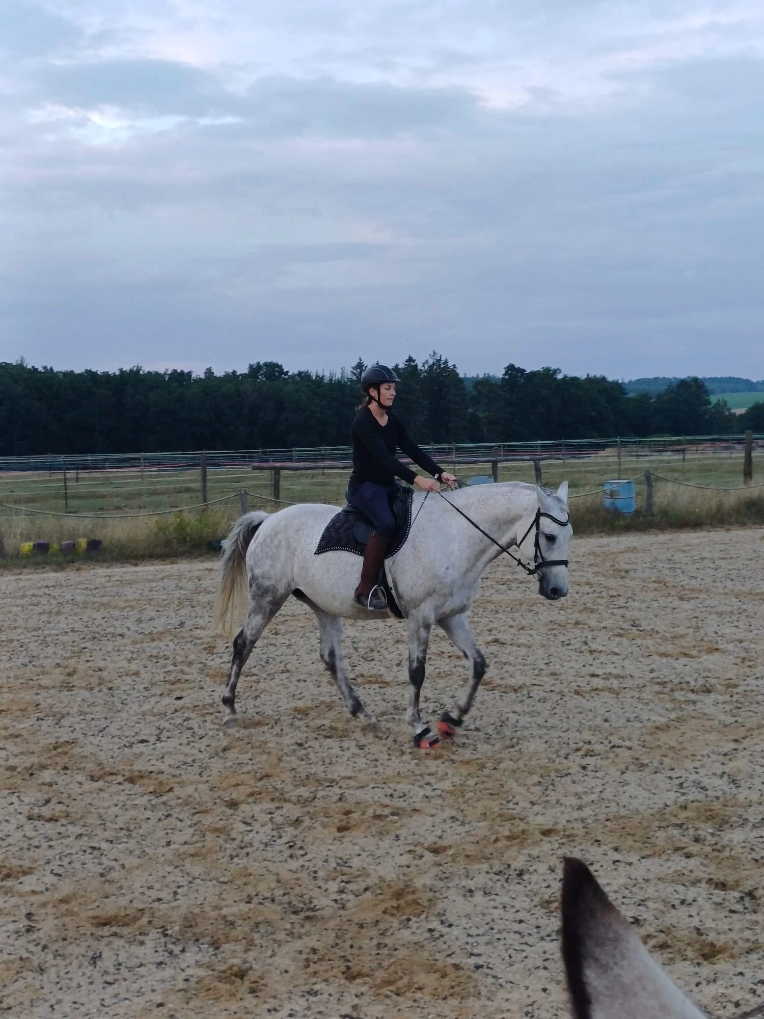 Krásná vysoká smíš.bělka ČT, letos 8 letá