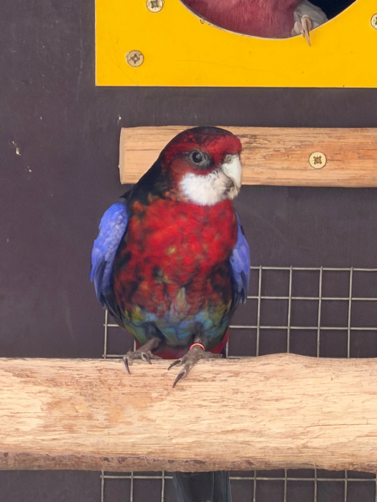 Pestrá černá samec