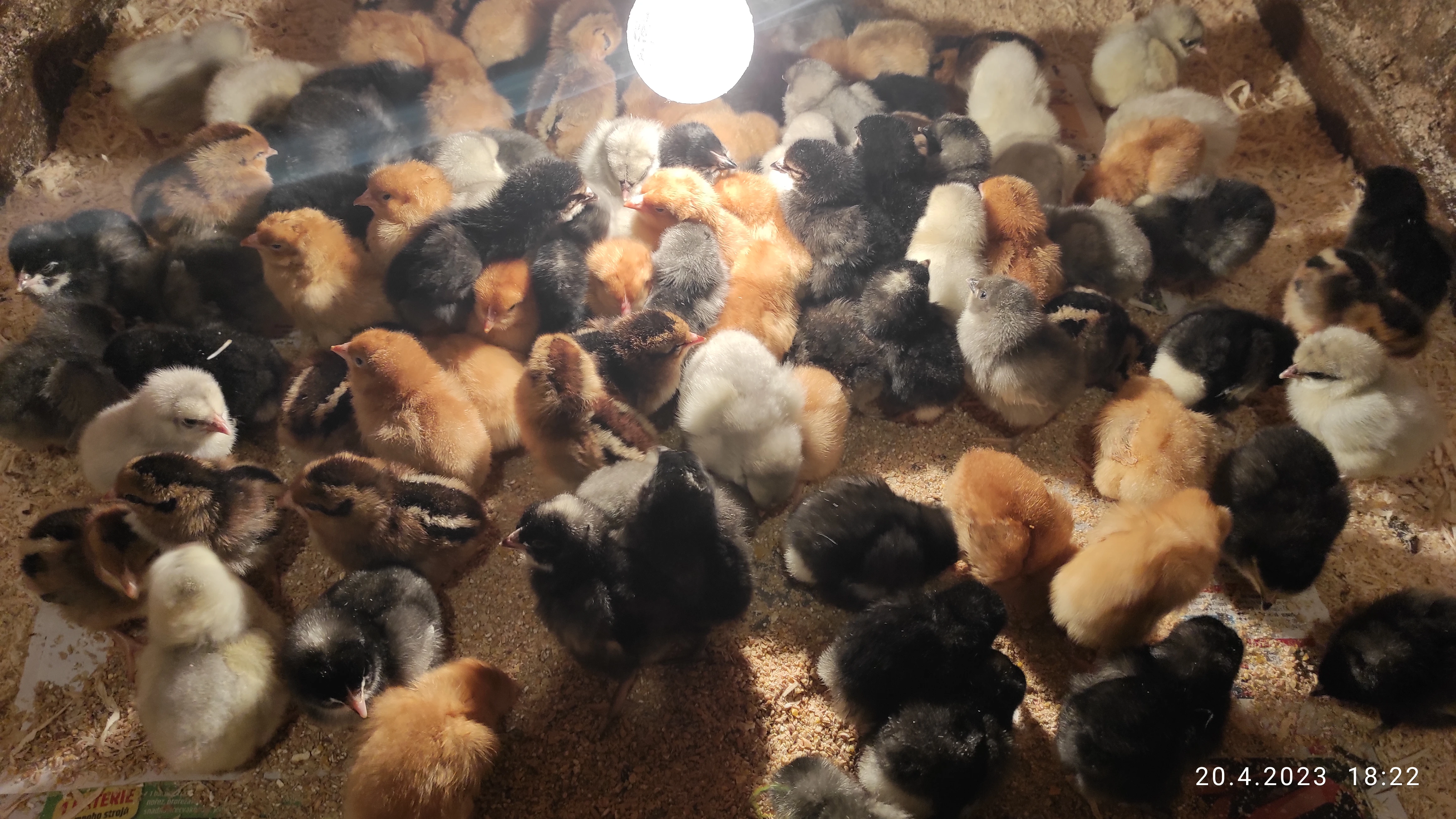 Slepičky Dark shell,Green shell,GreenDark shell a Lila