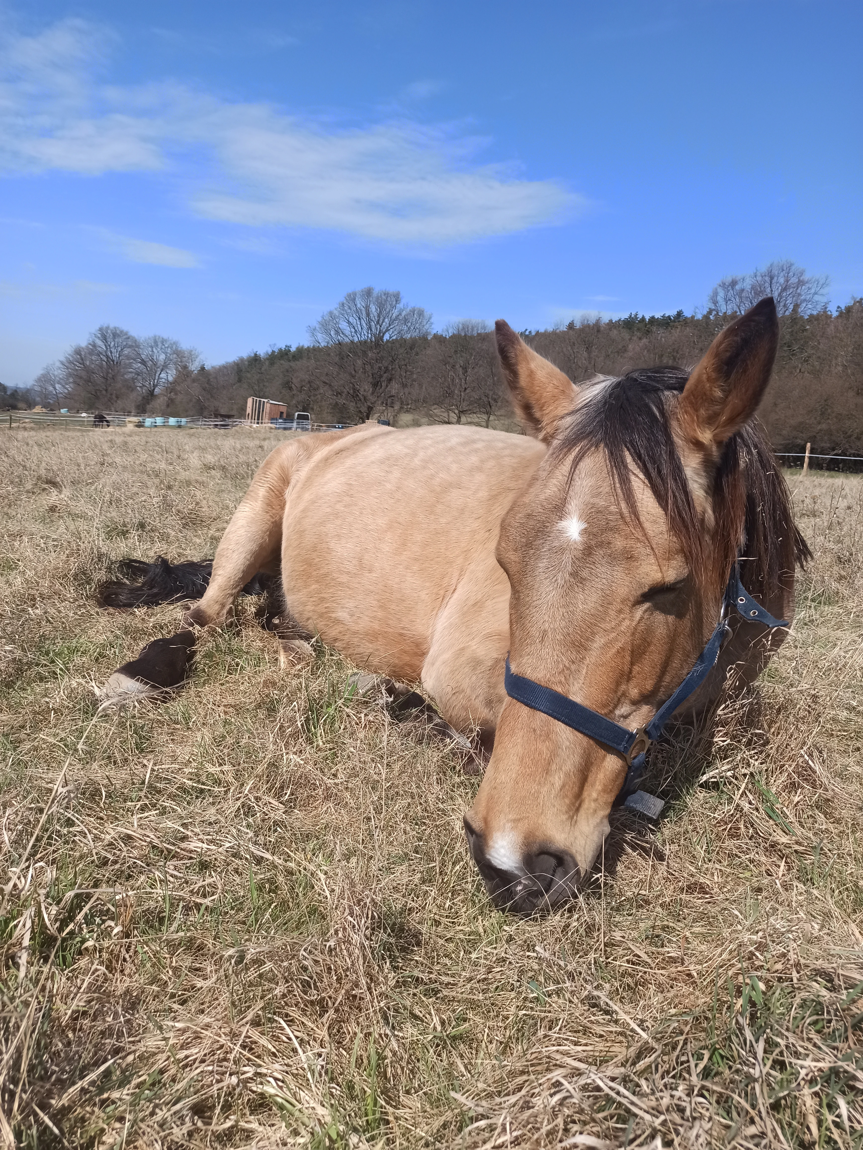 Obsedání koní / práce s problémovými koňmi – ustájení možné
