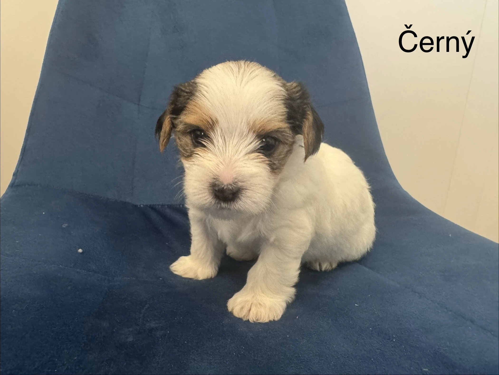 Nabízím k rezervaci štěňátka plemene biewer teriér bez PP