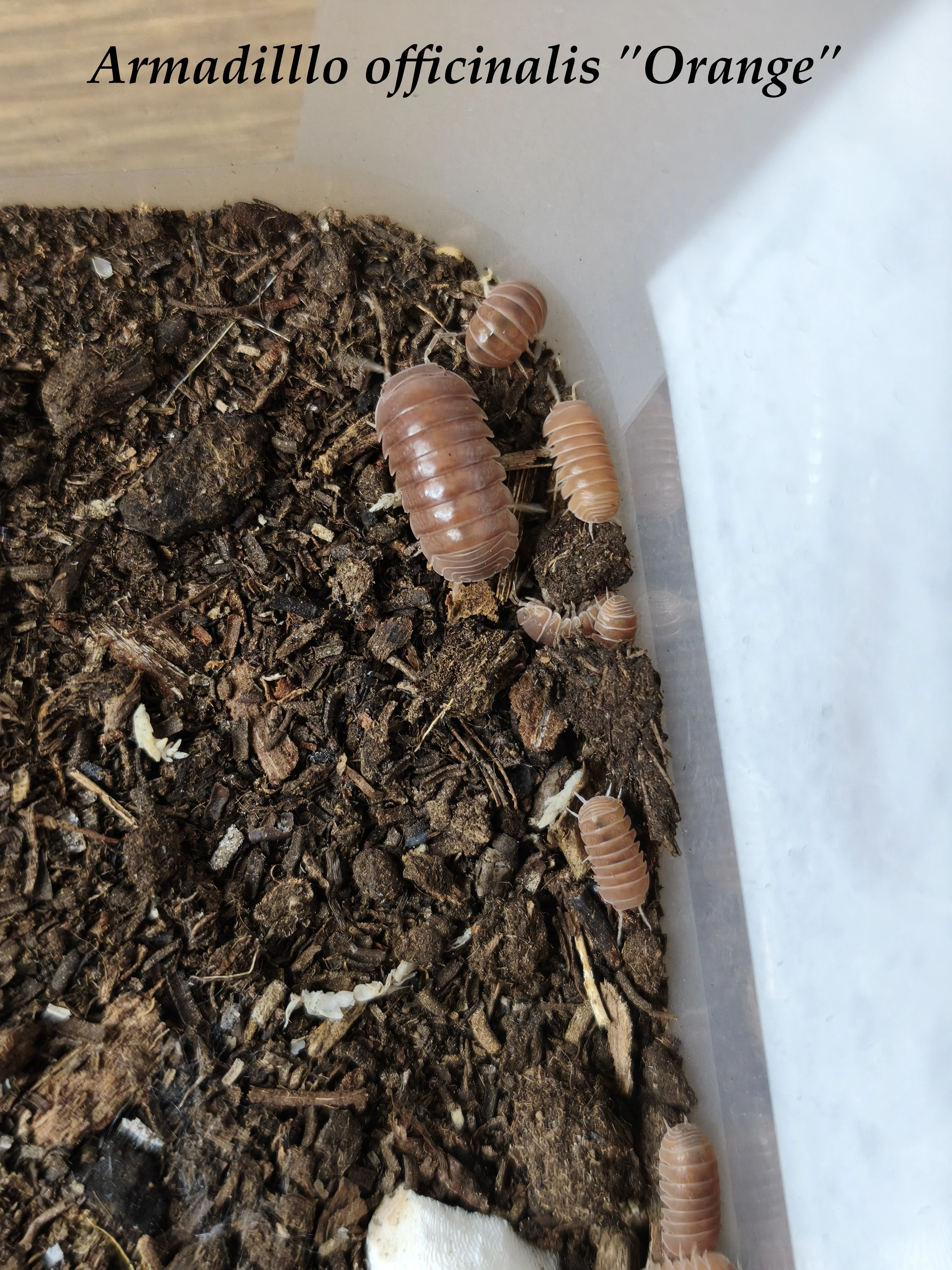 Isopody·stínky·chvostosko ci - posílám