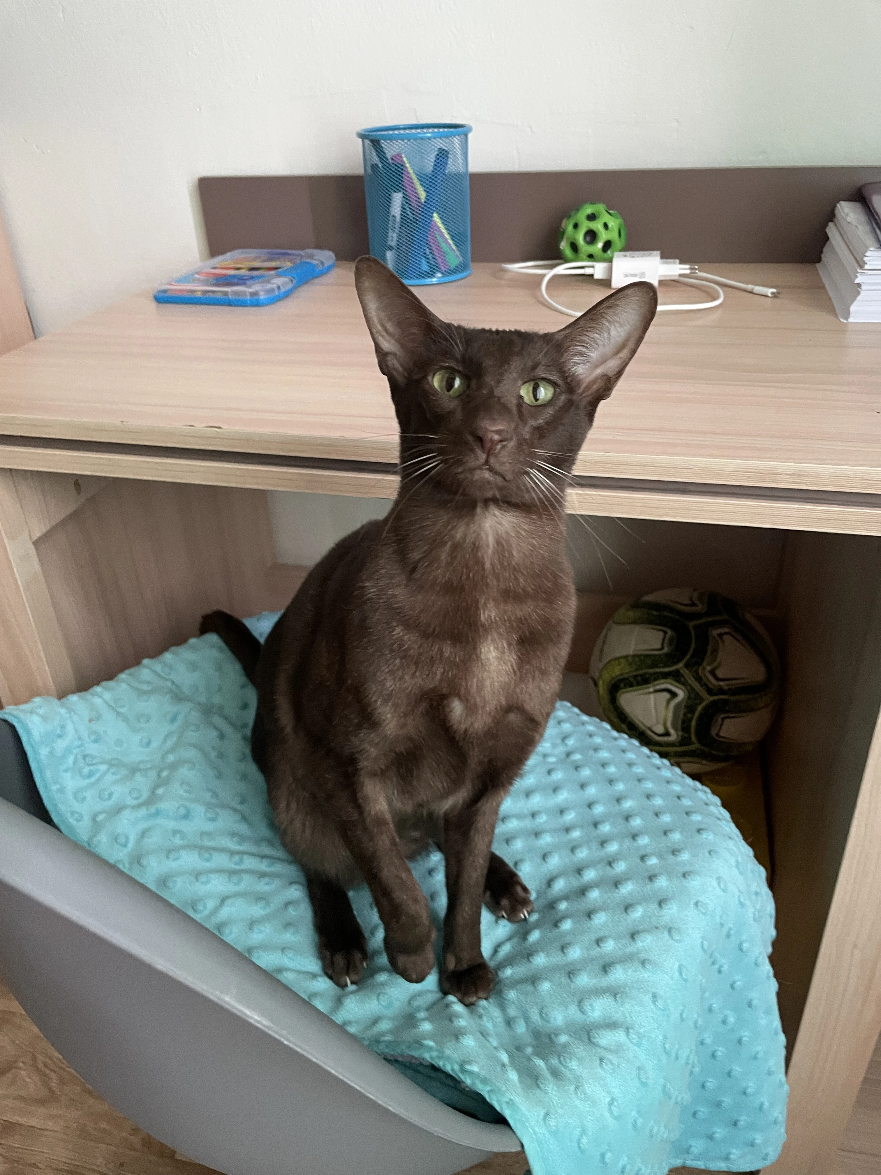 Prodám kocoura orientálního typu