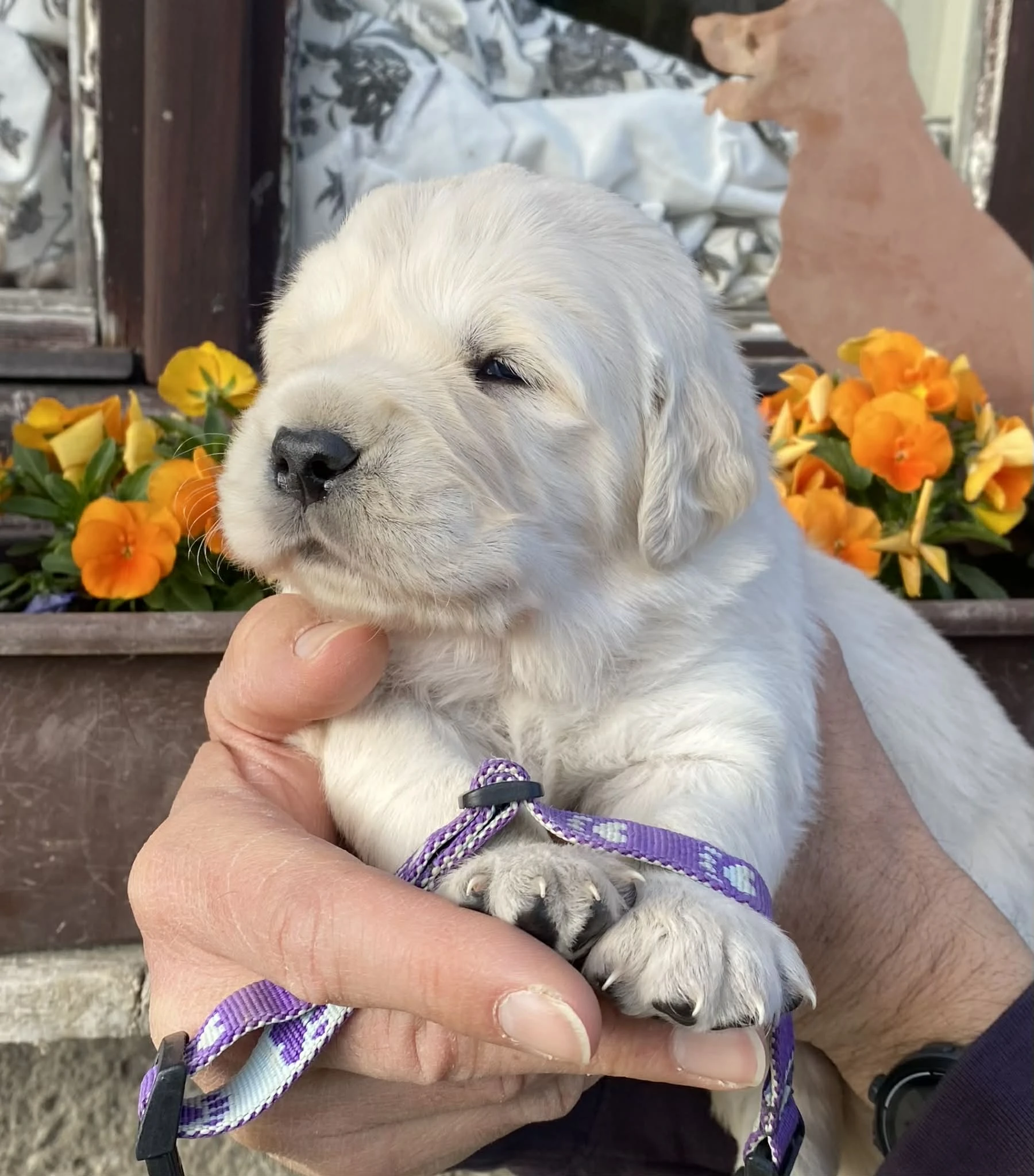 Zlatý retrívr - štěňátka s PP po špičkových rodičích