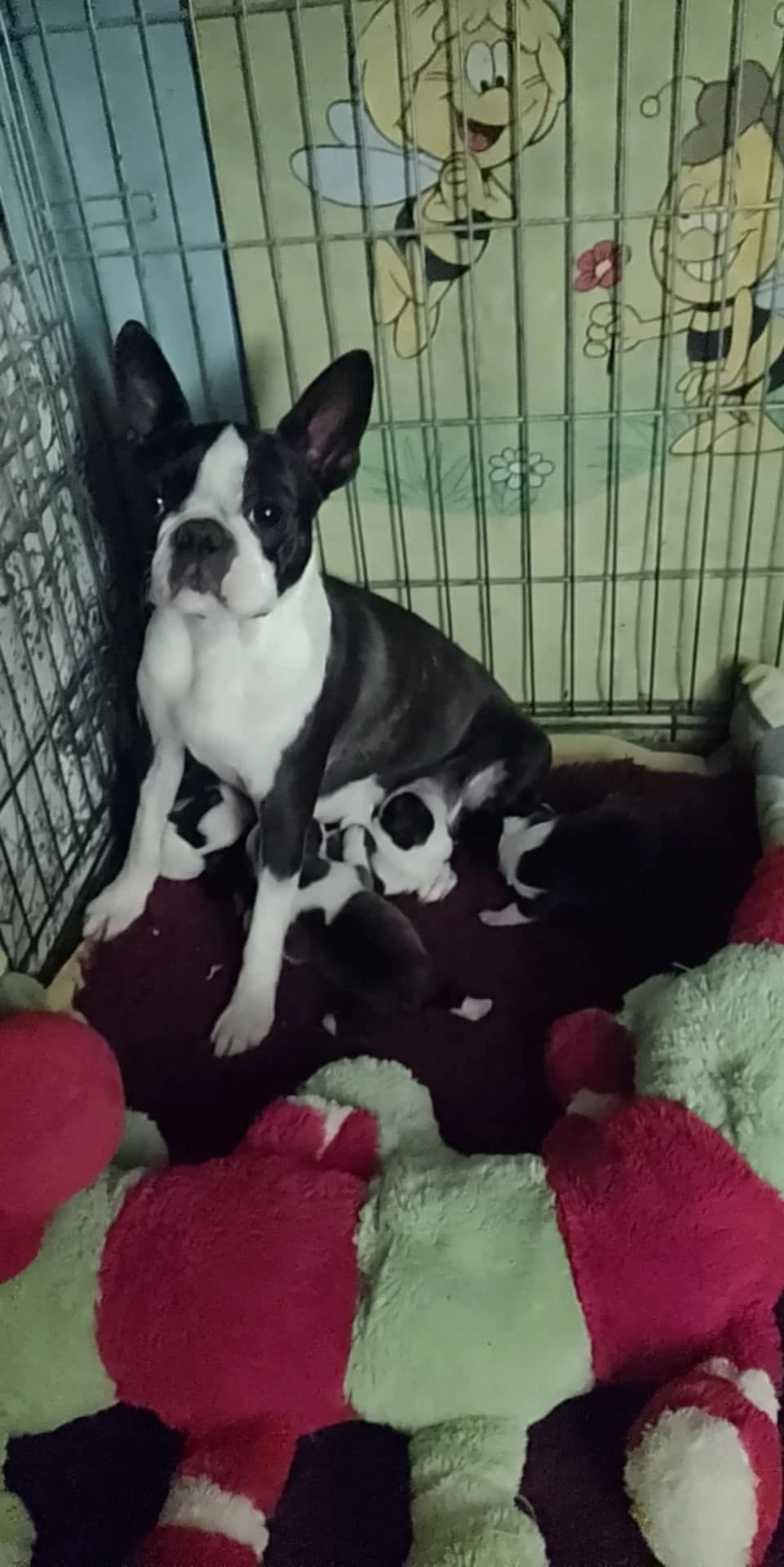 Boston Terrier,Bostonský Teriér,Boston