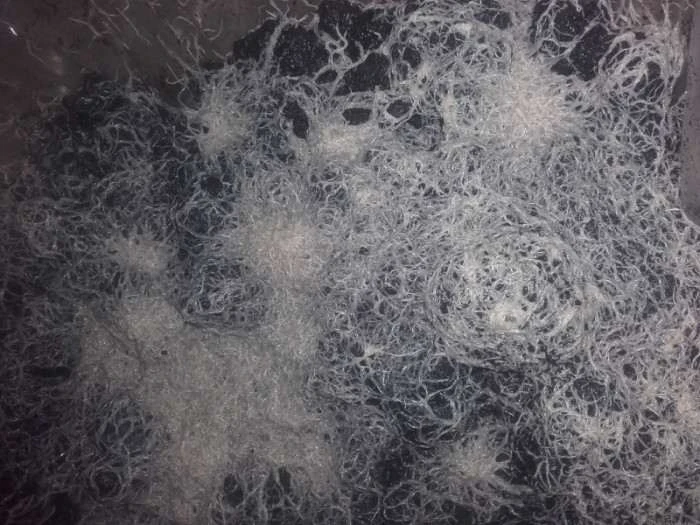 Živé krmivo, násady - Auloforus, Grindal, Izya, Mikry, Vířníci, Trepka, Dafnie..