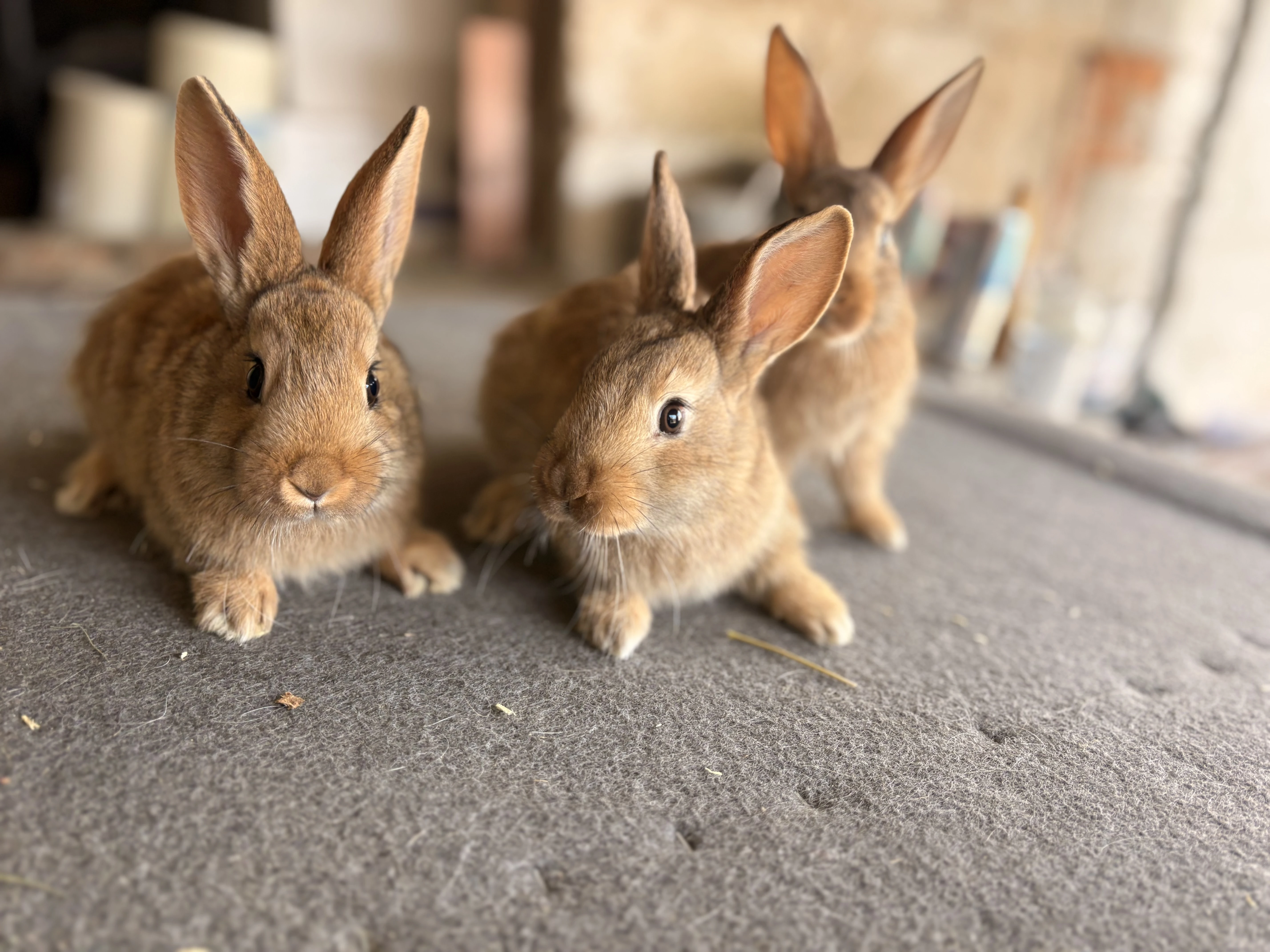 Burgundský králík