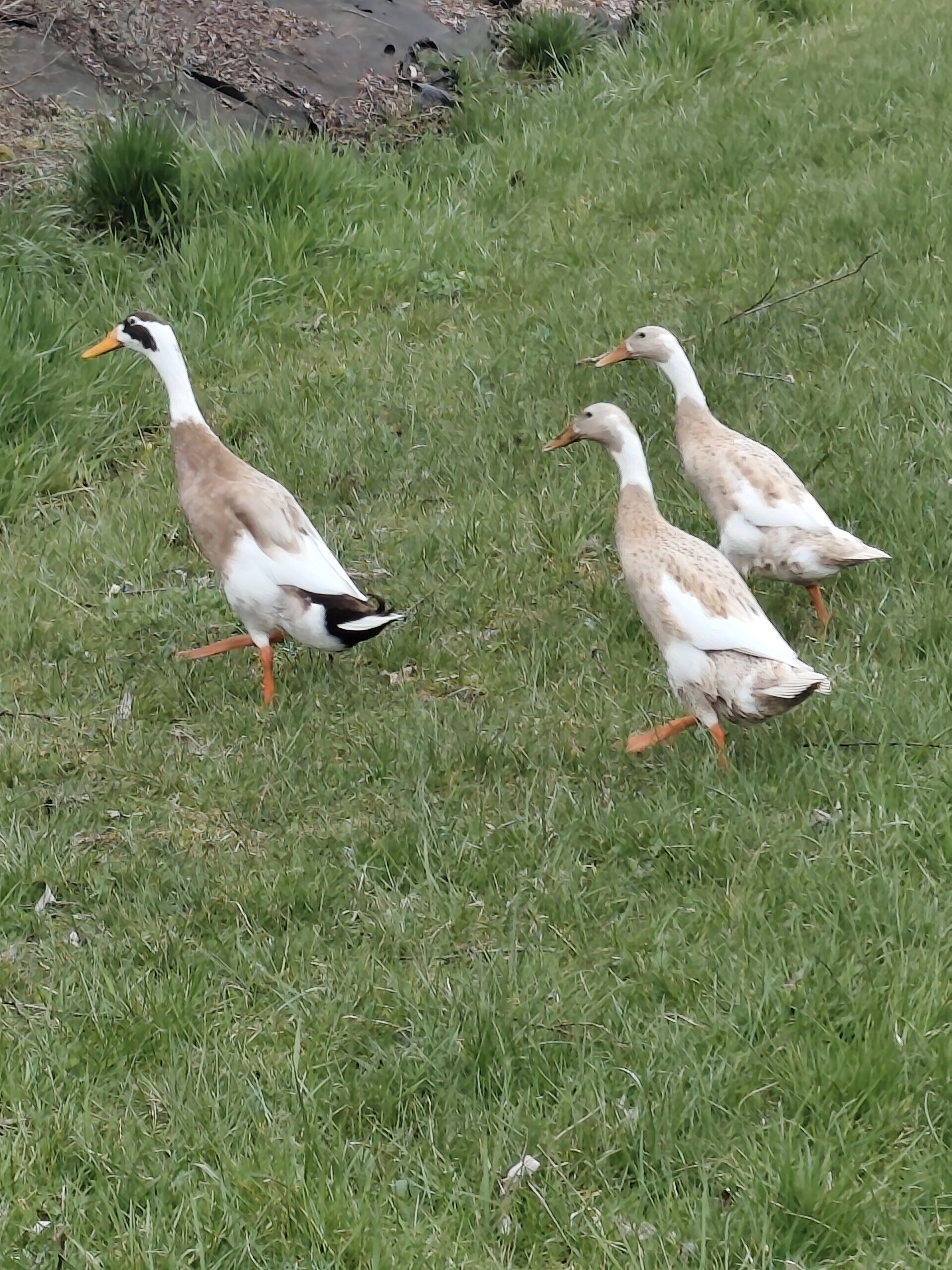 Kachňata indický běžec