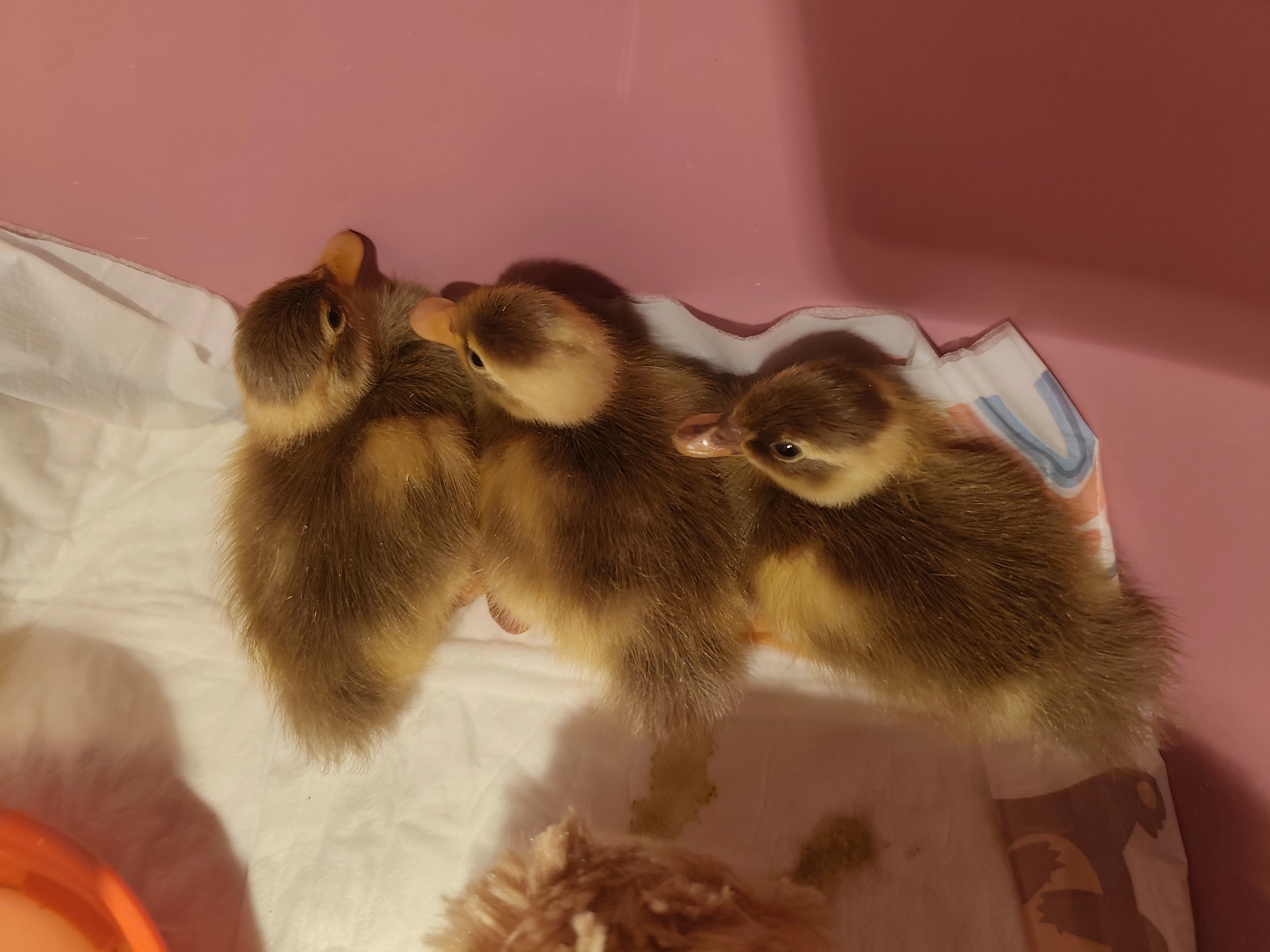 Kachňata indický běžec