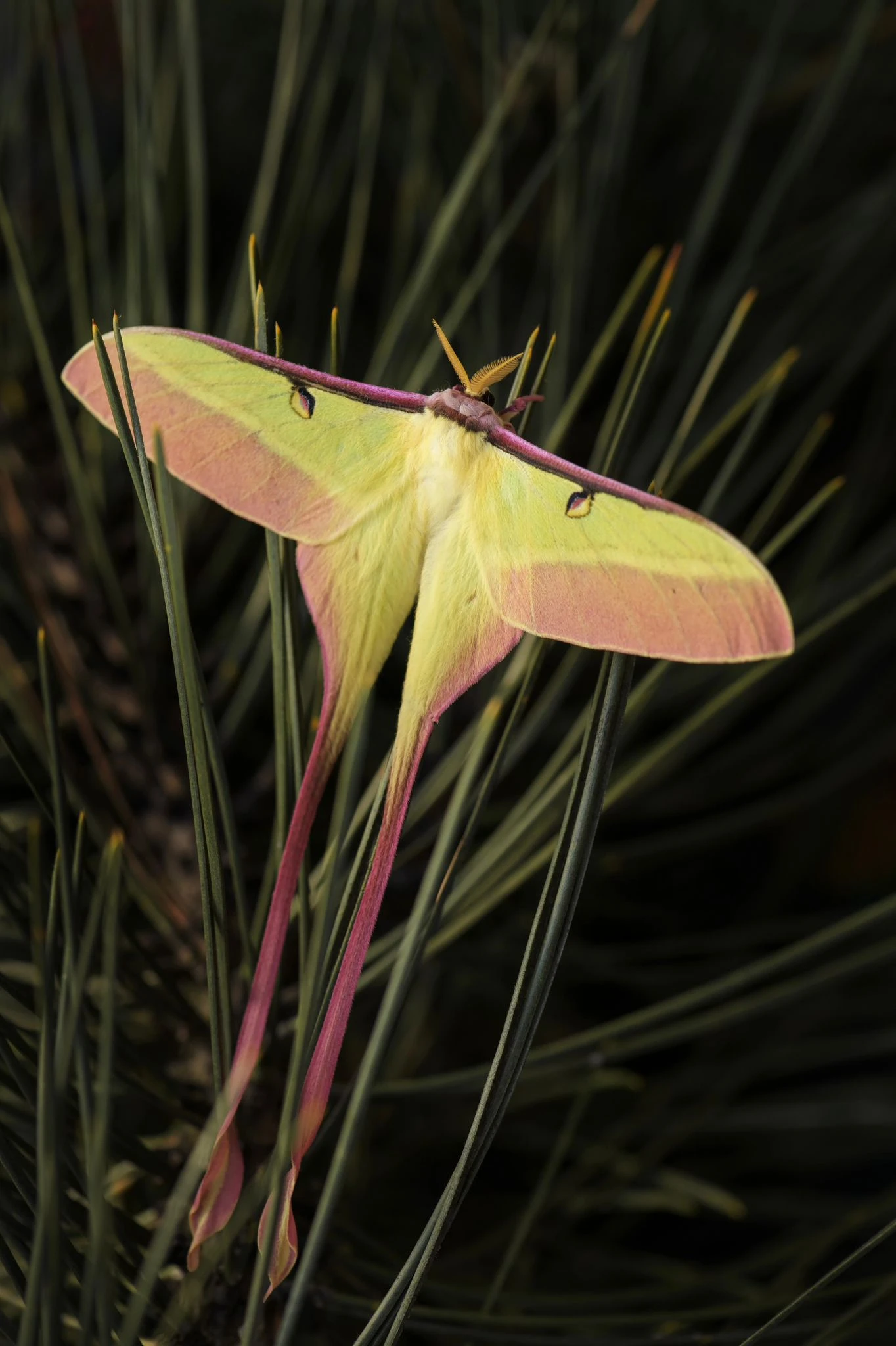 Actias dubernardi