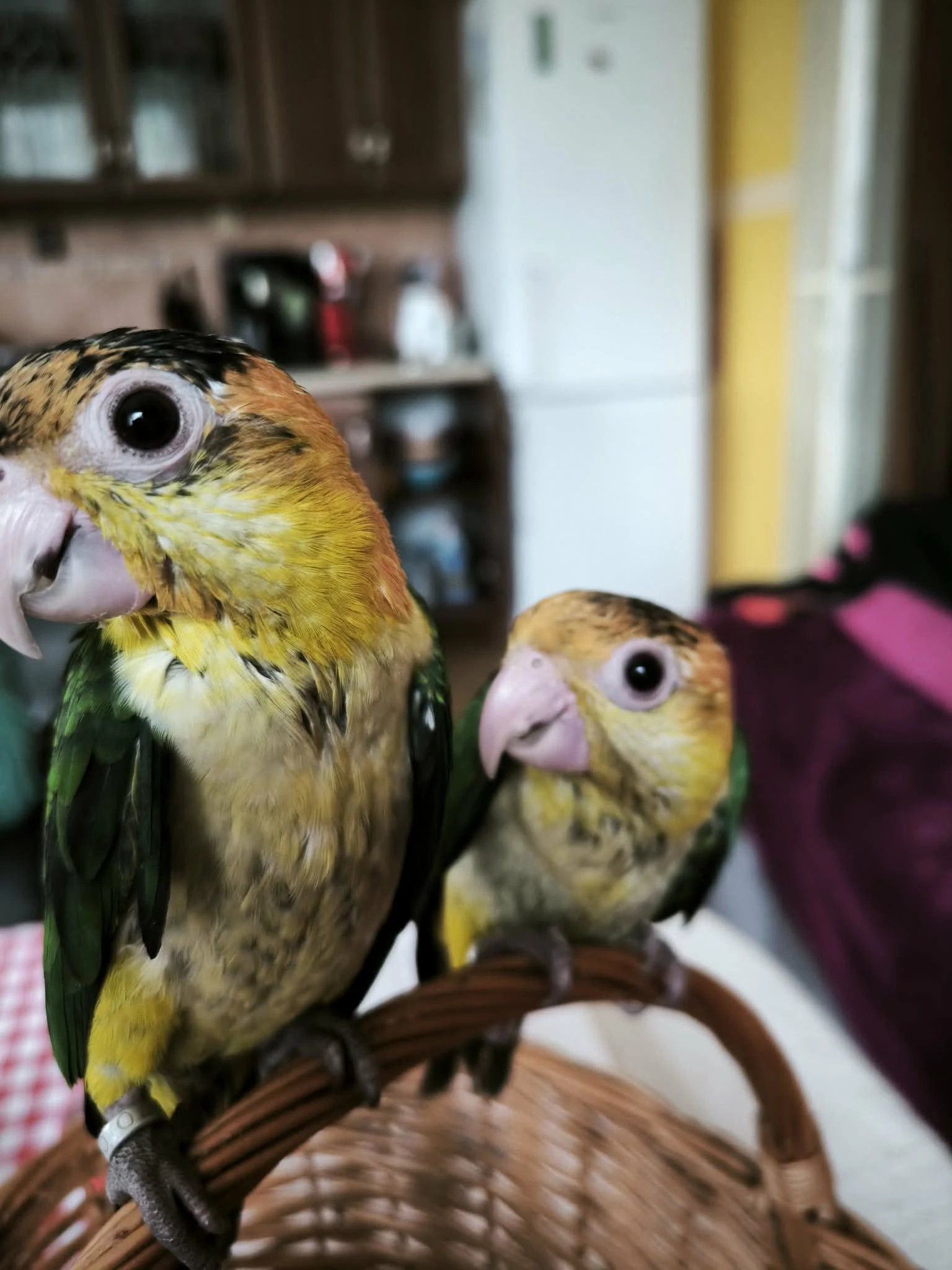 Amazonek bělobřichý