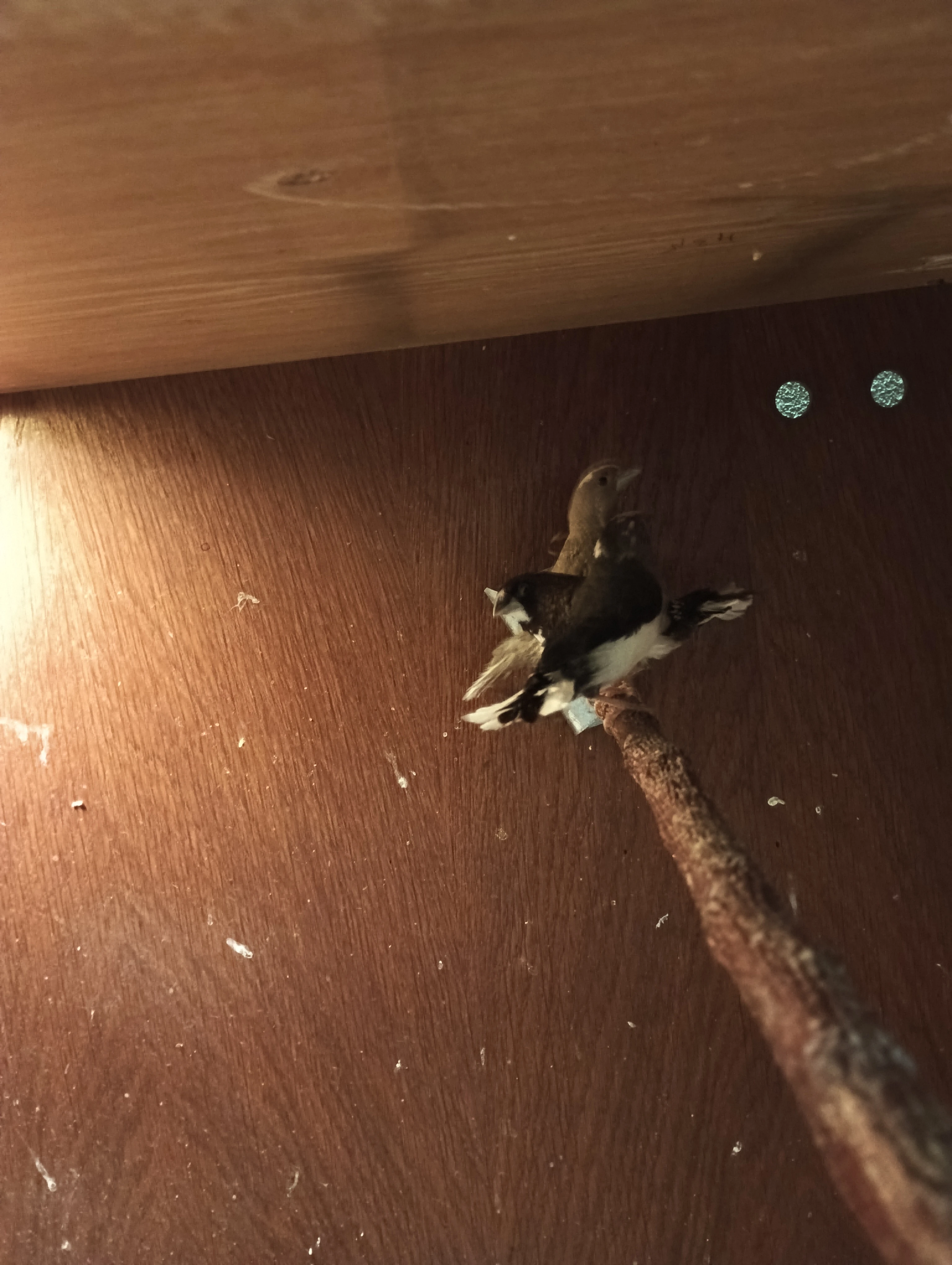 Chůvička japonská