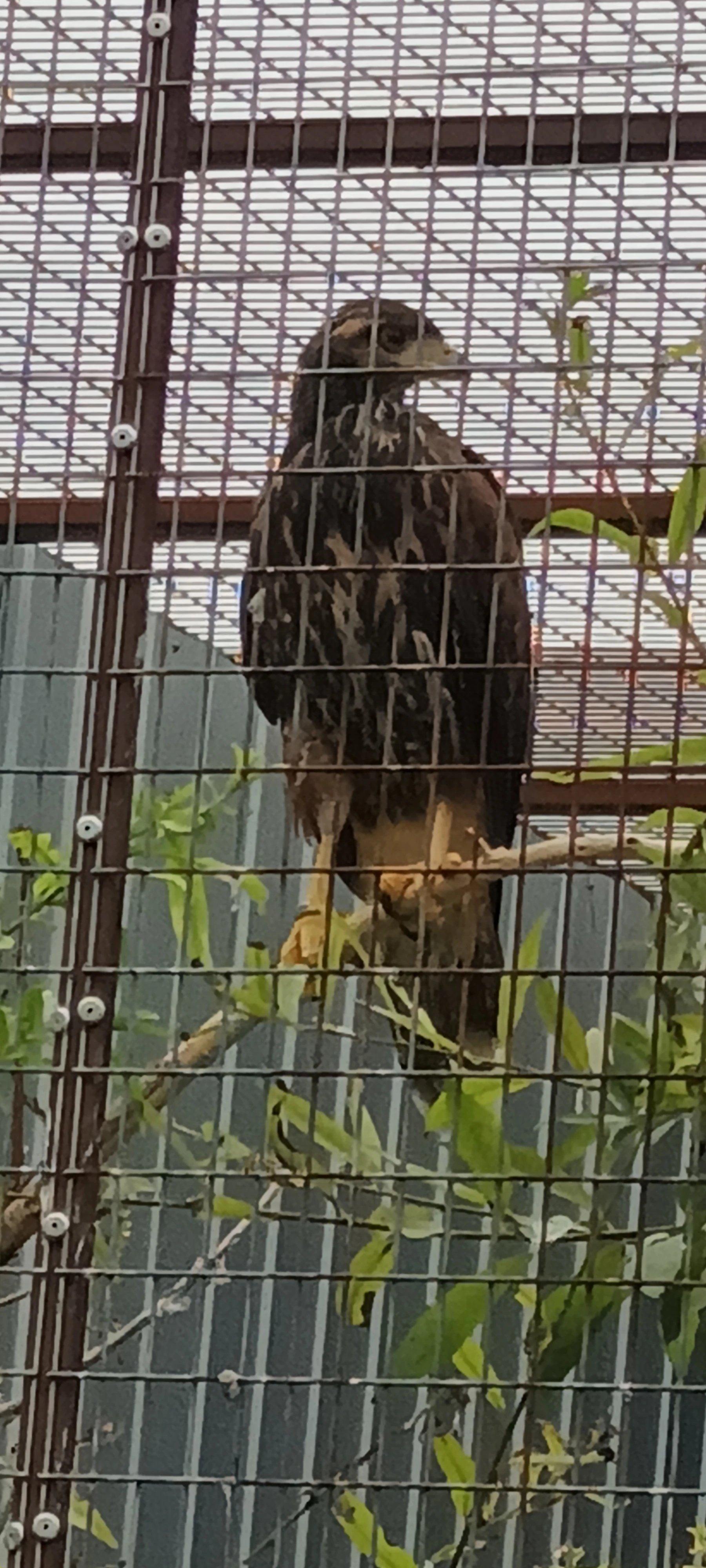 Predam samicu Kana harrisova