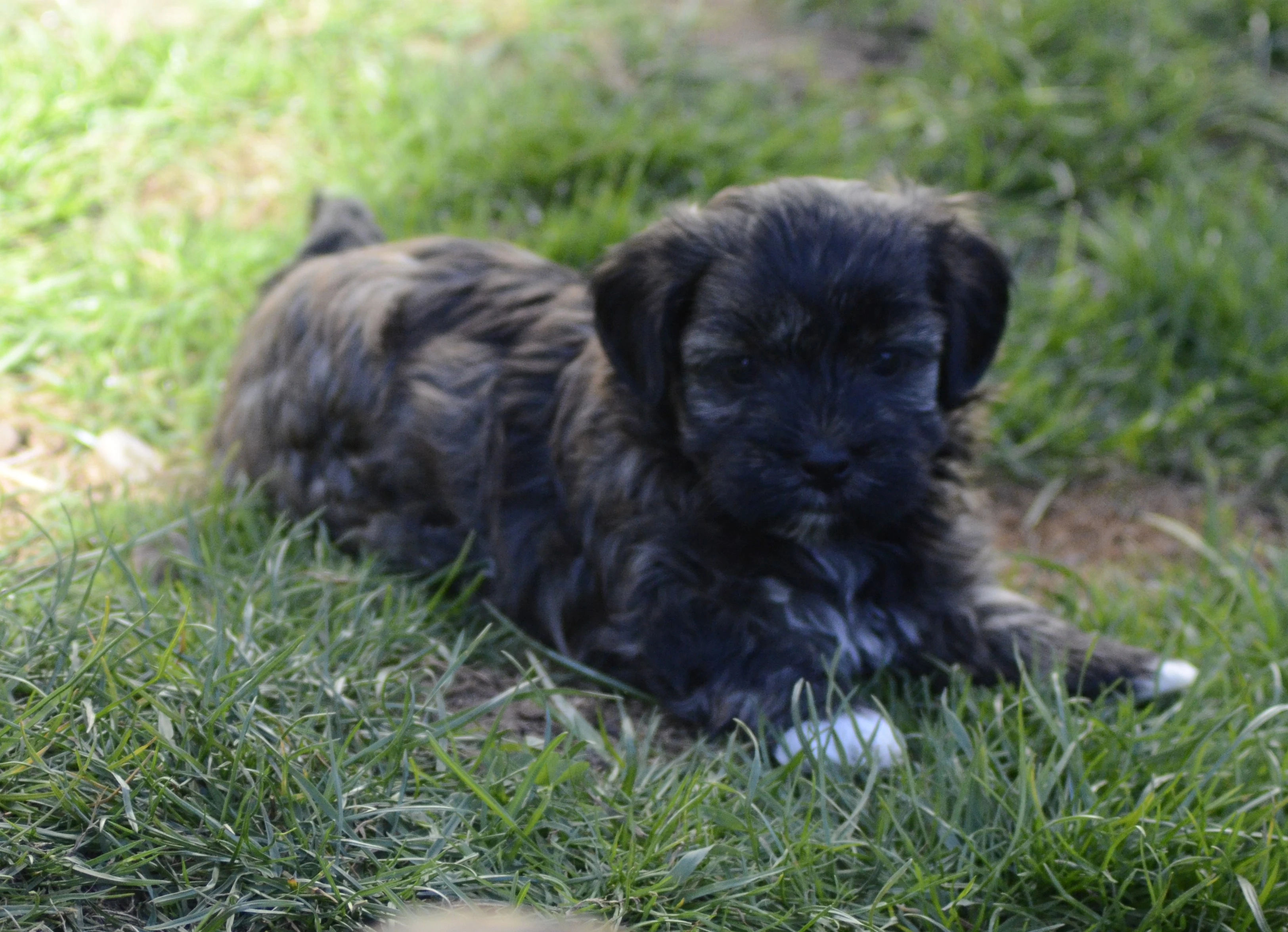 Havanský psík s PP