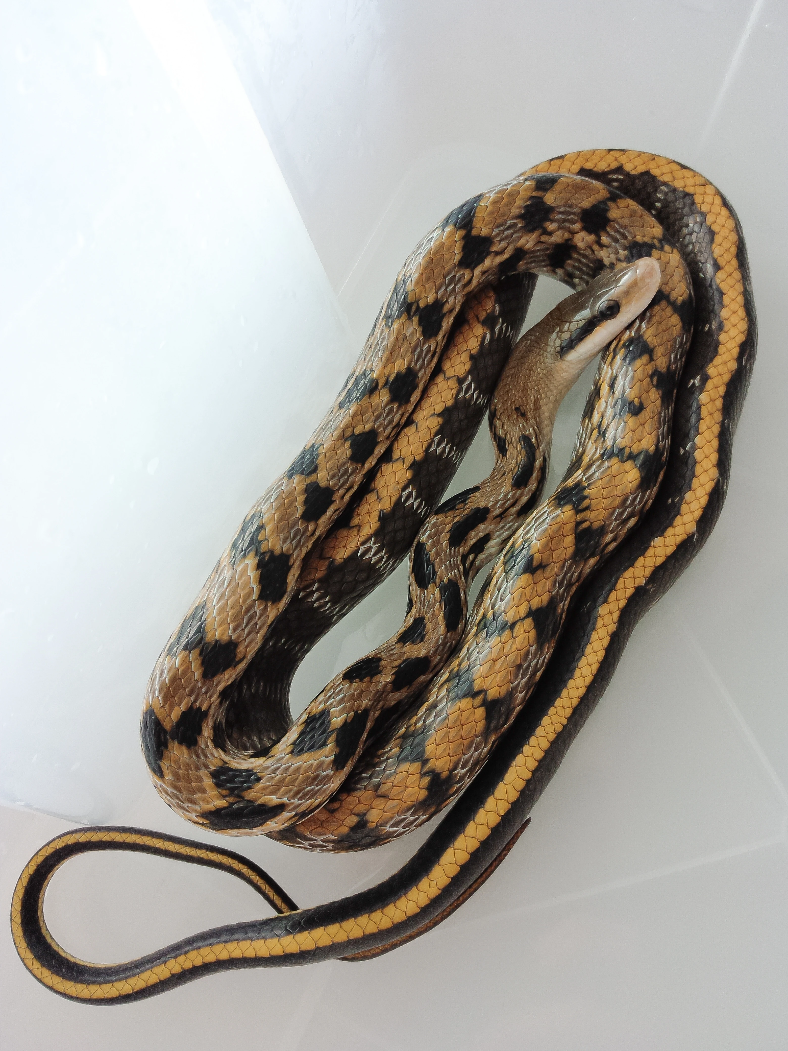 Orthriophis taeniurus friesei (užovka tenkoocasá tchajwanská)