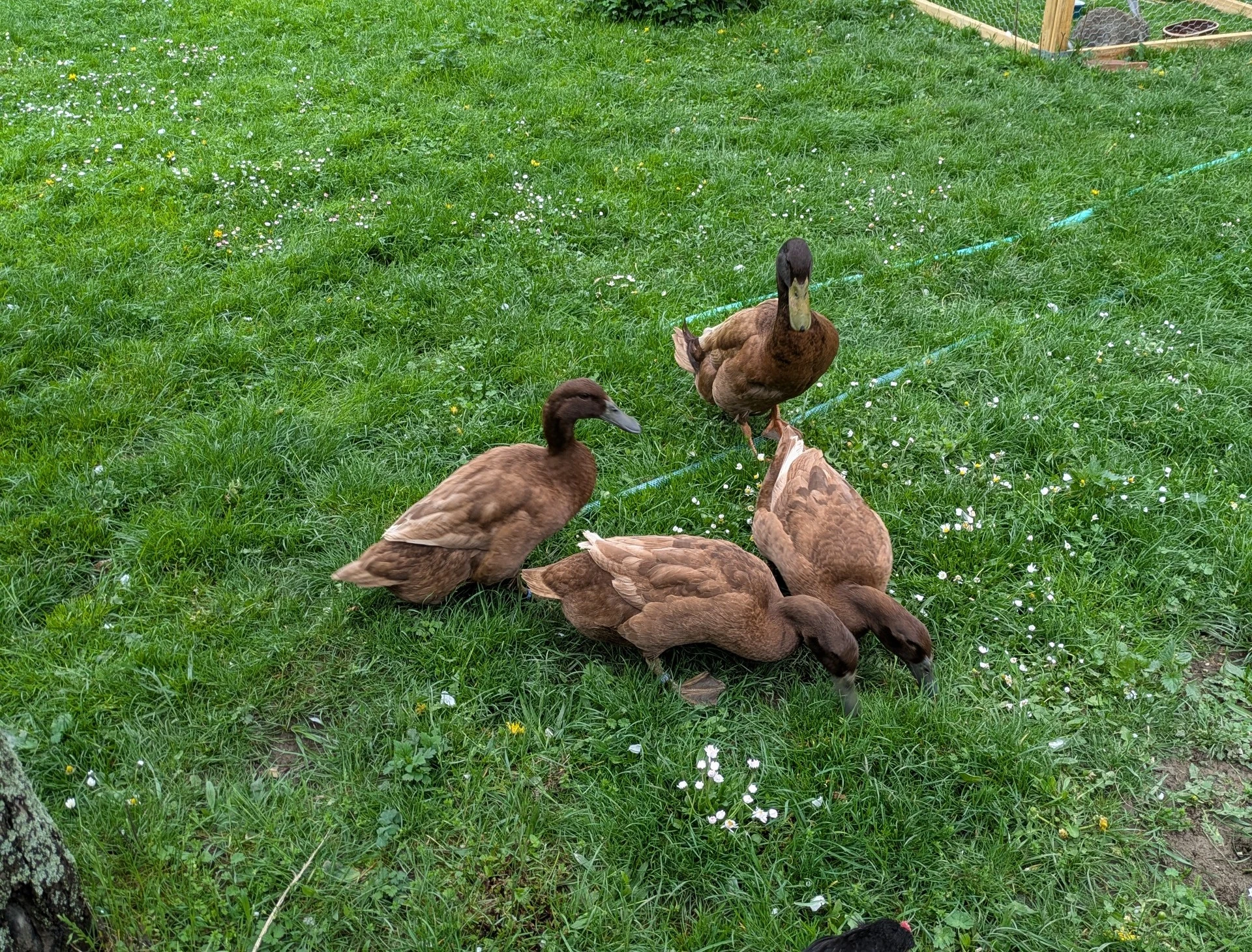 Kachna kampbelka - nv