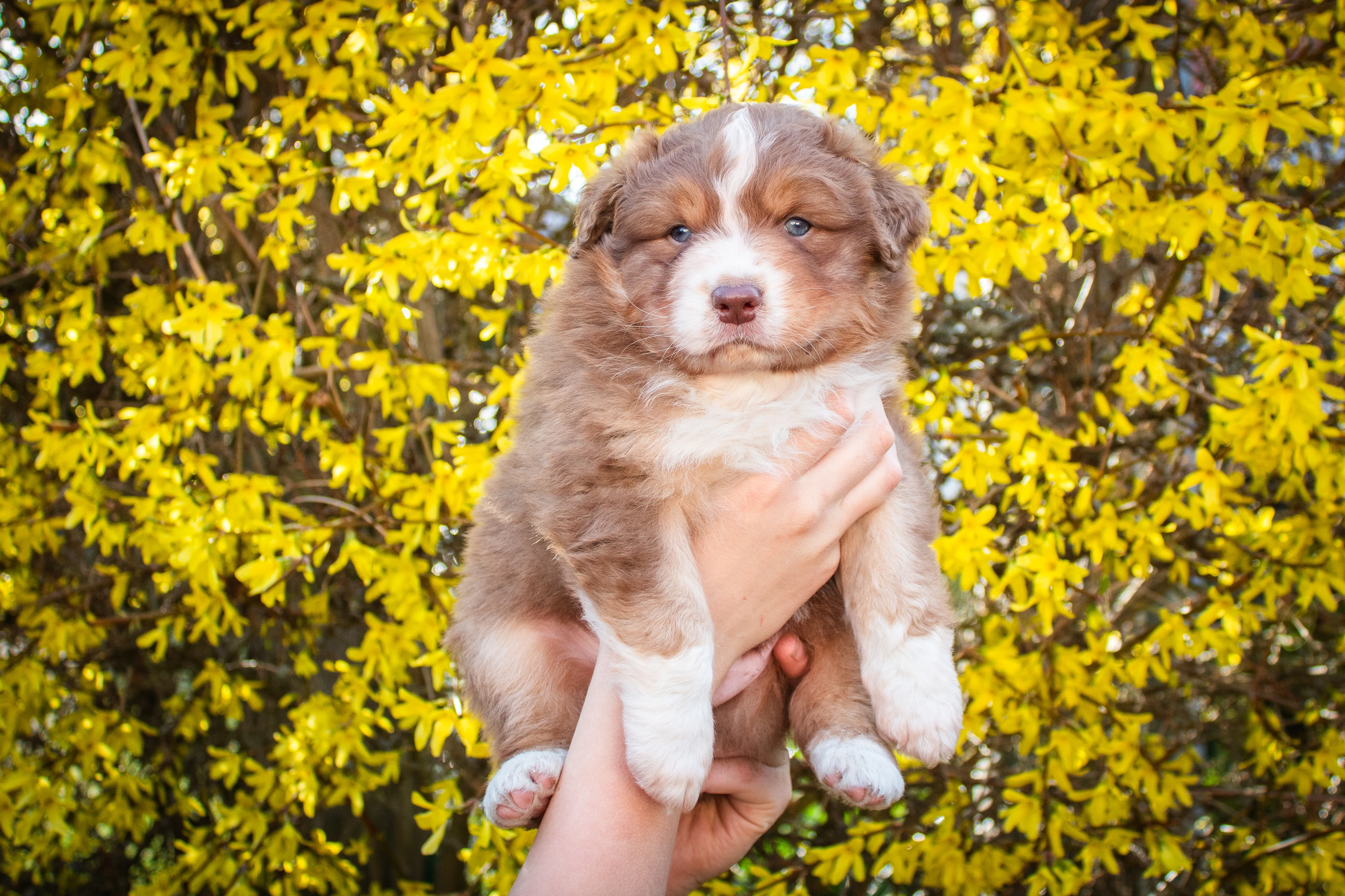 Chlapeček australského ovčáka